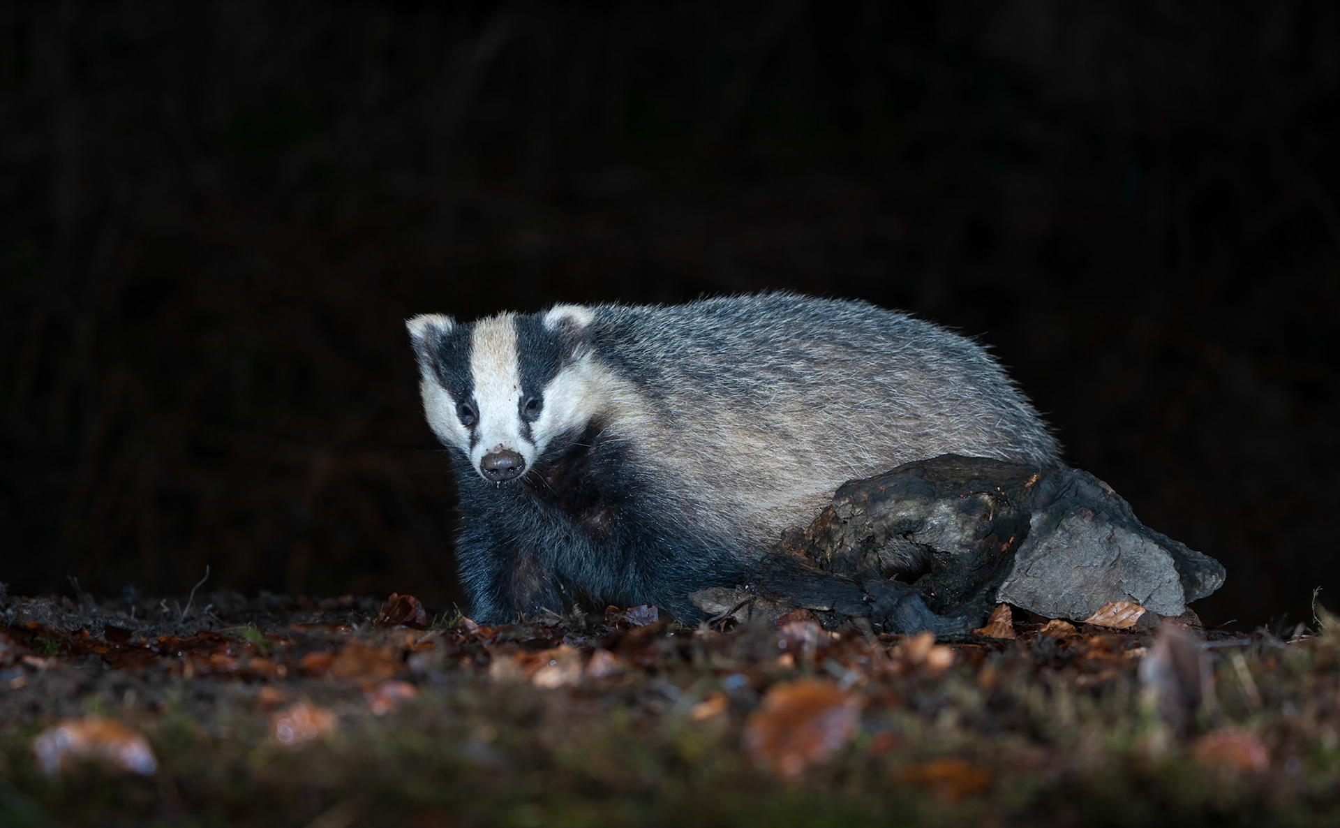 Badger