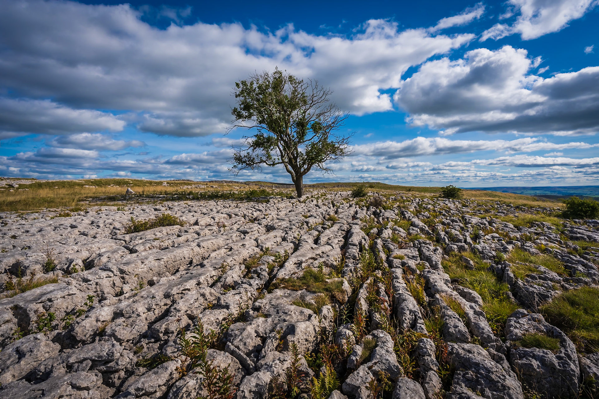 Malham Lone Tree