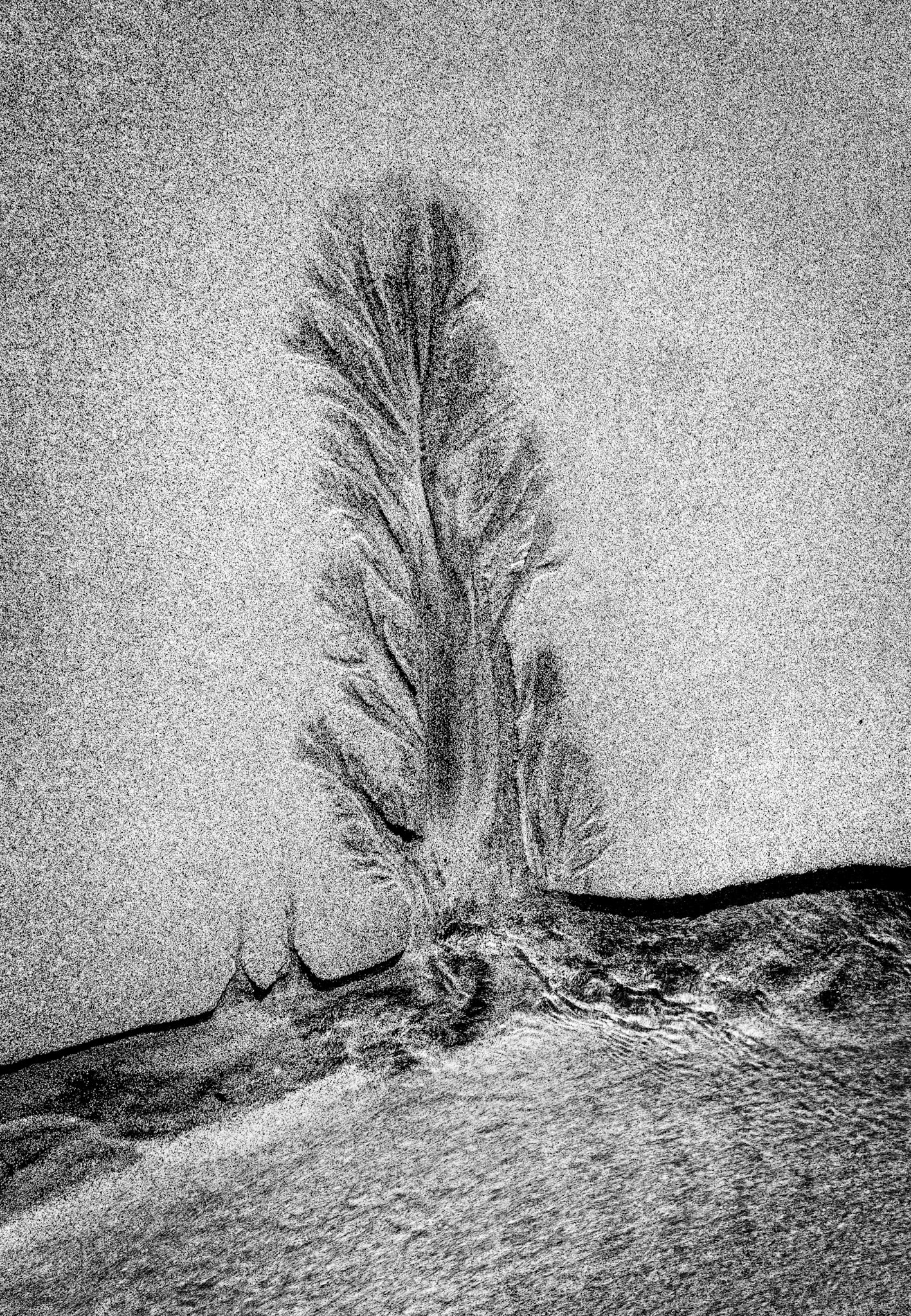 Sand Tree