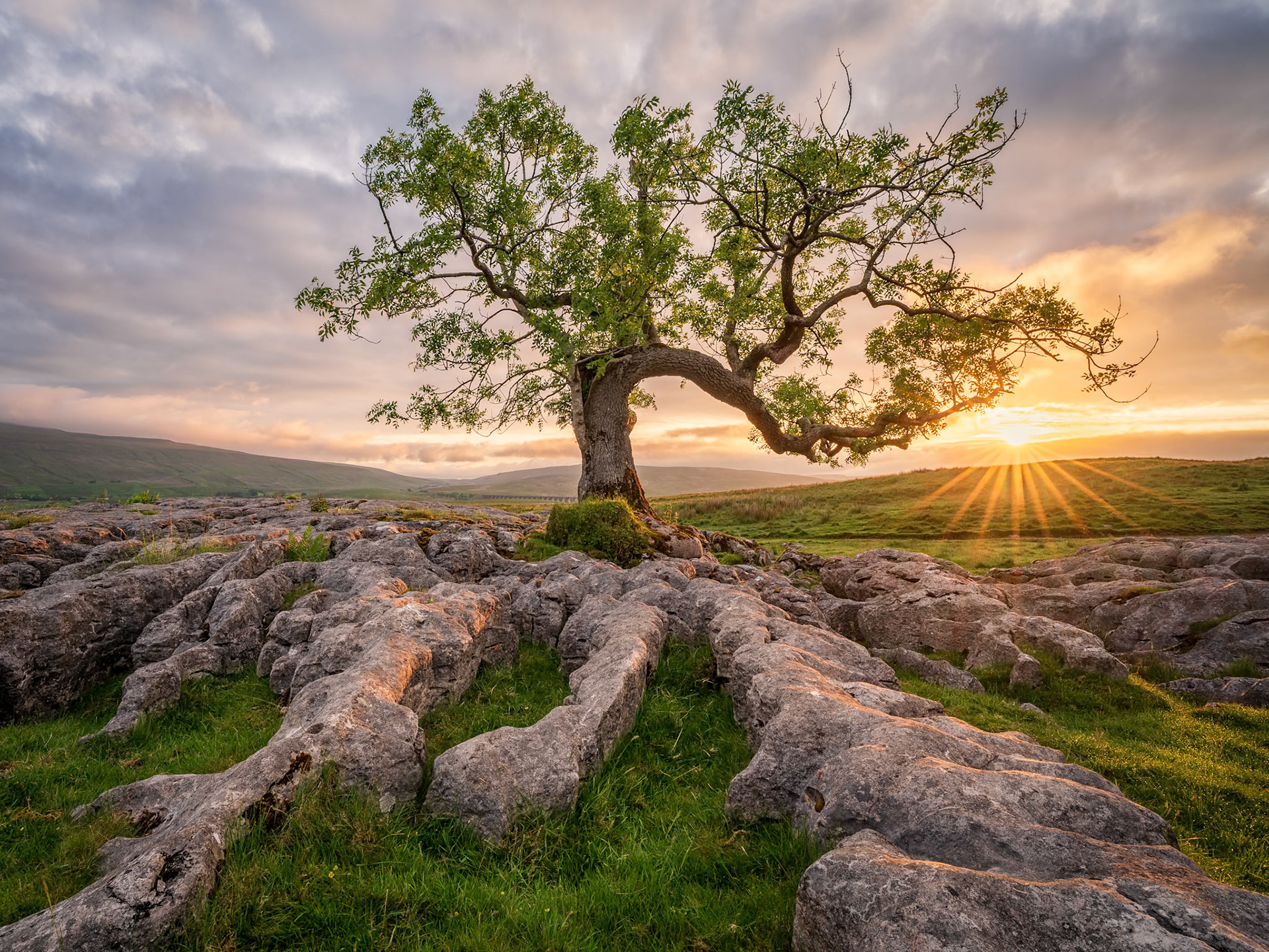 Charlie's Tree