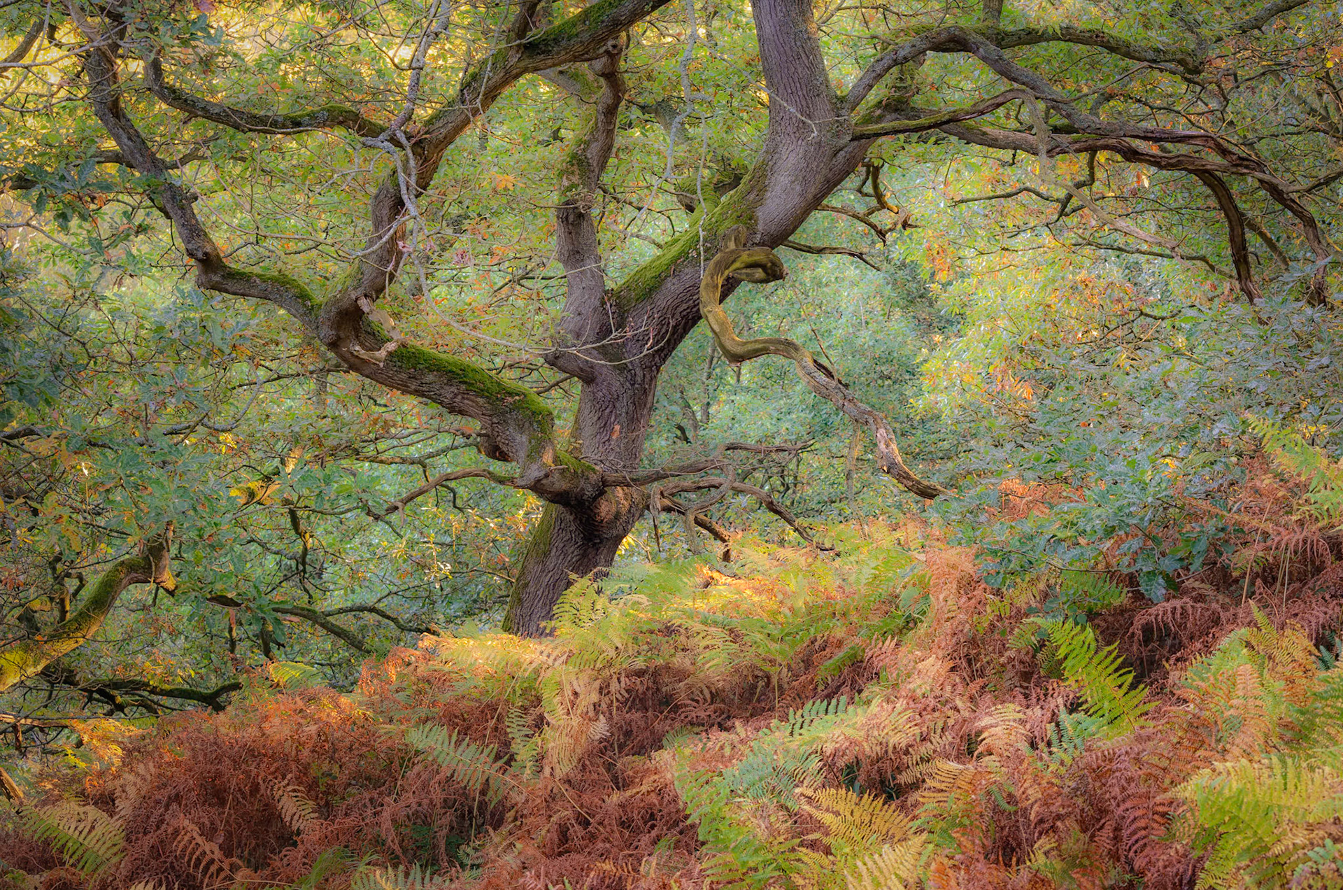 North Yorkshire Moors