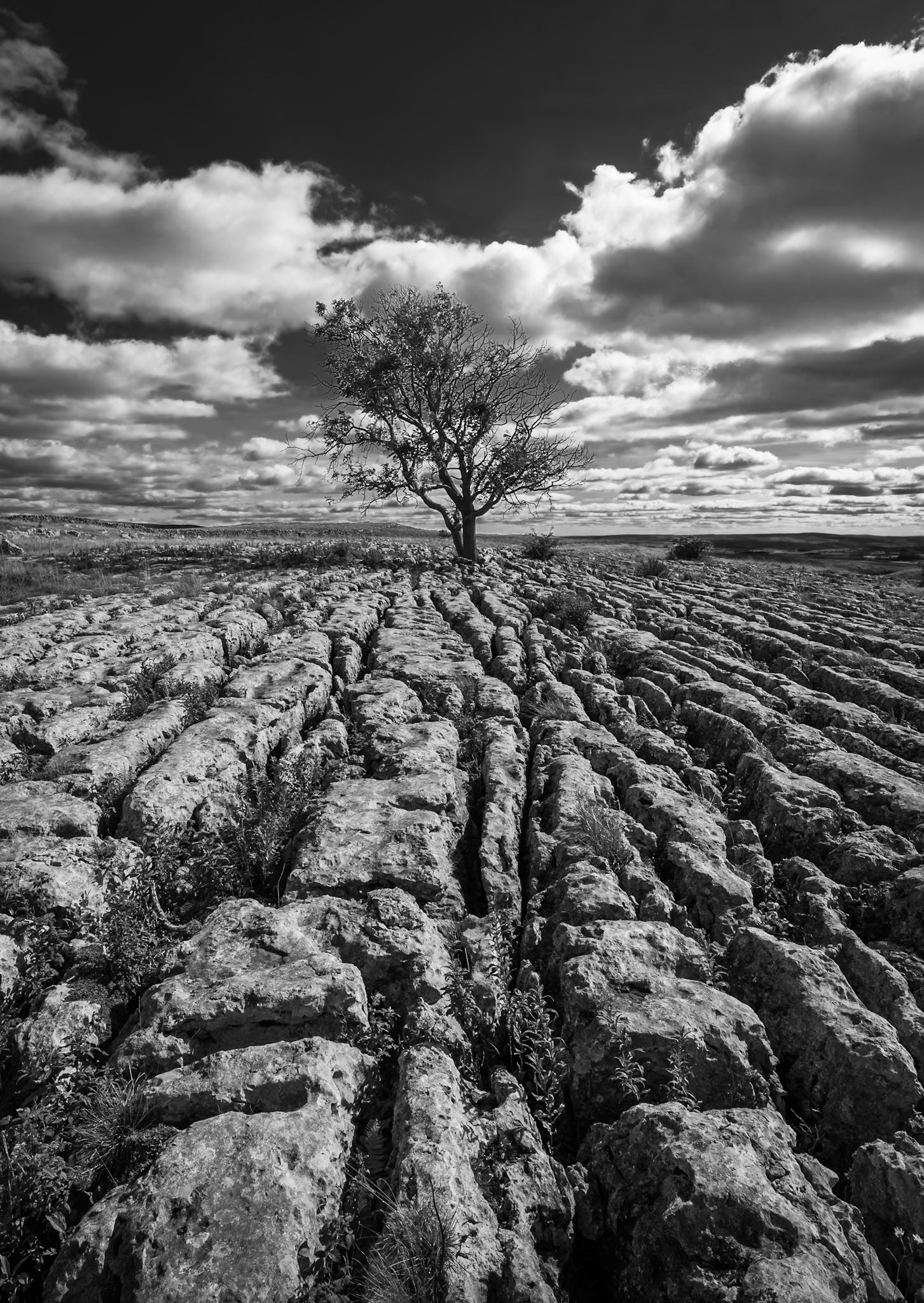 Malham Lone Tree