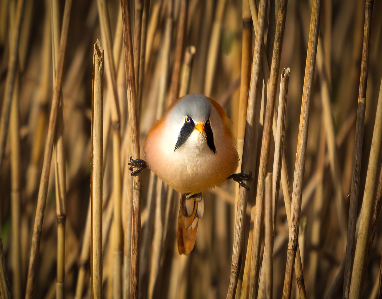 Bearded Tit