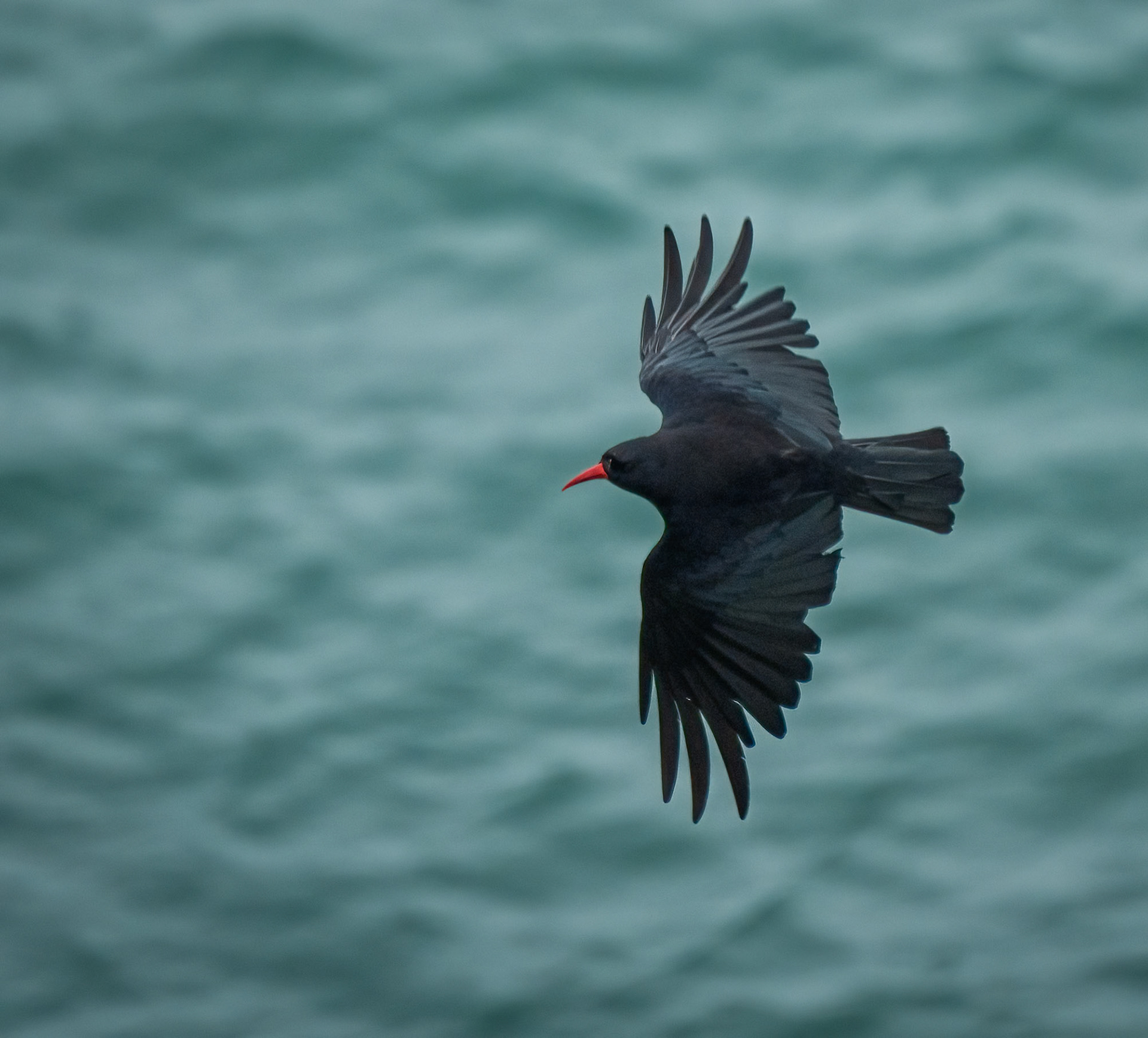 Chough, Anglesey