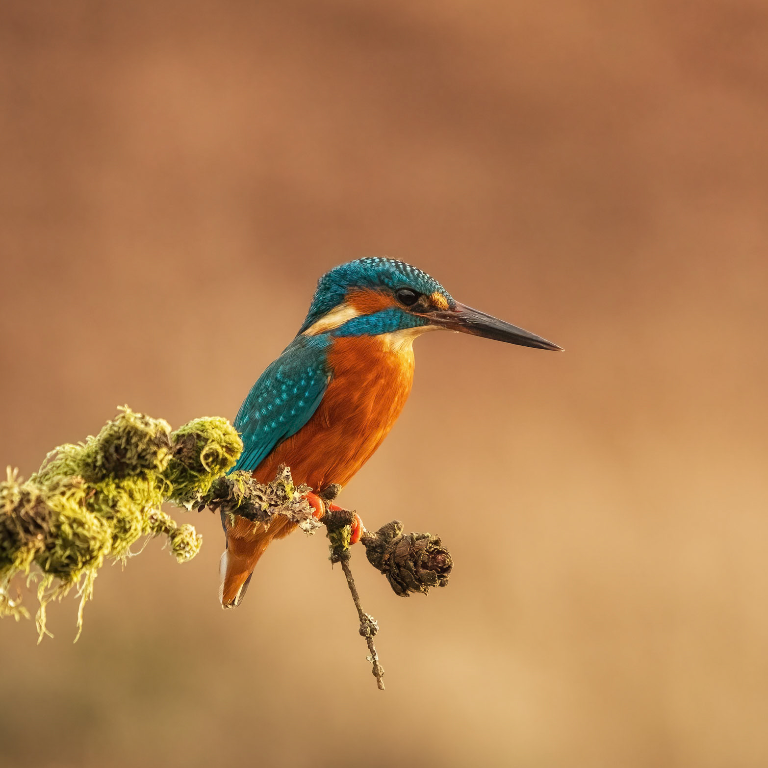 Kingfisher