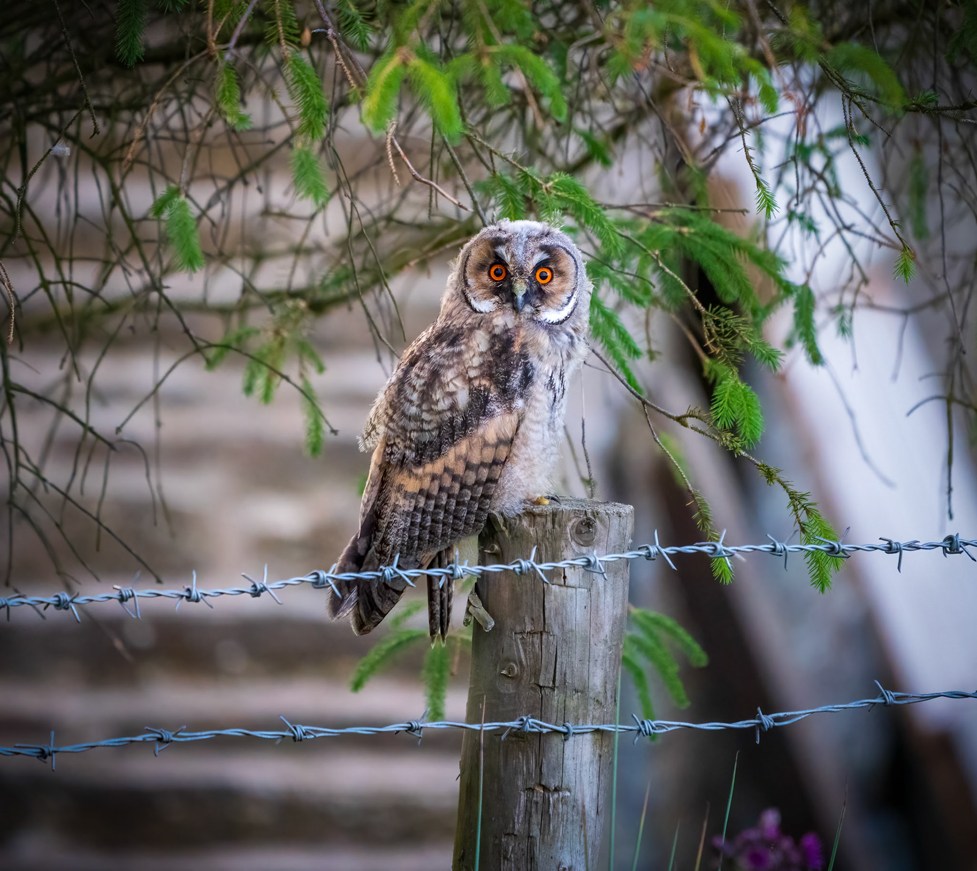 Long Eared Owl