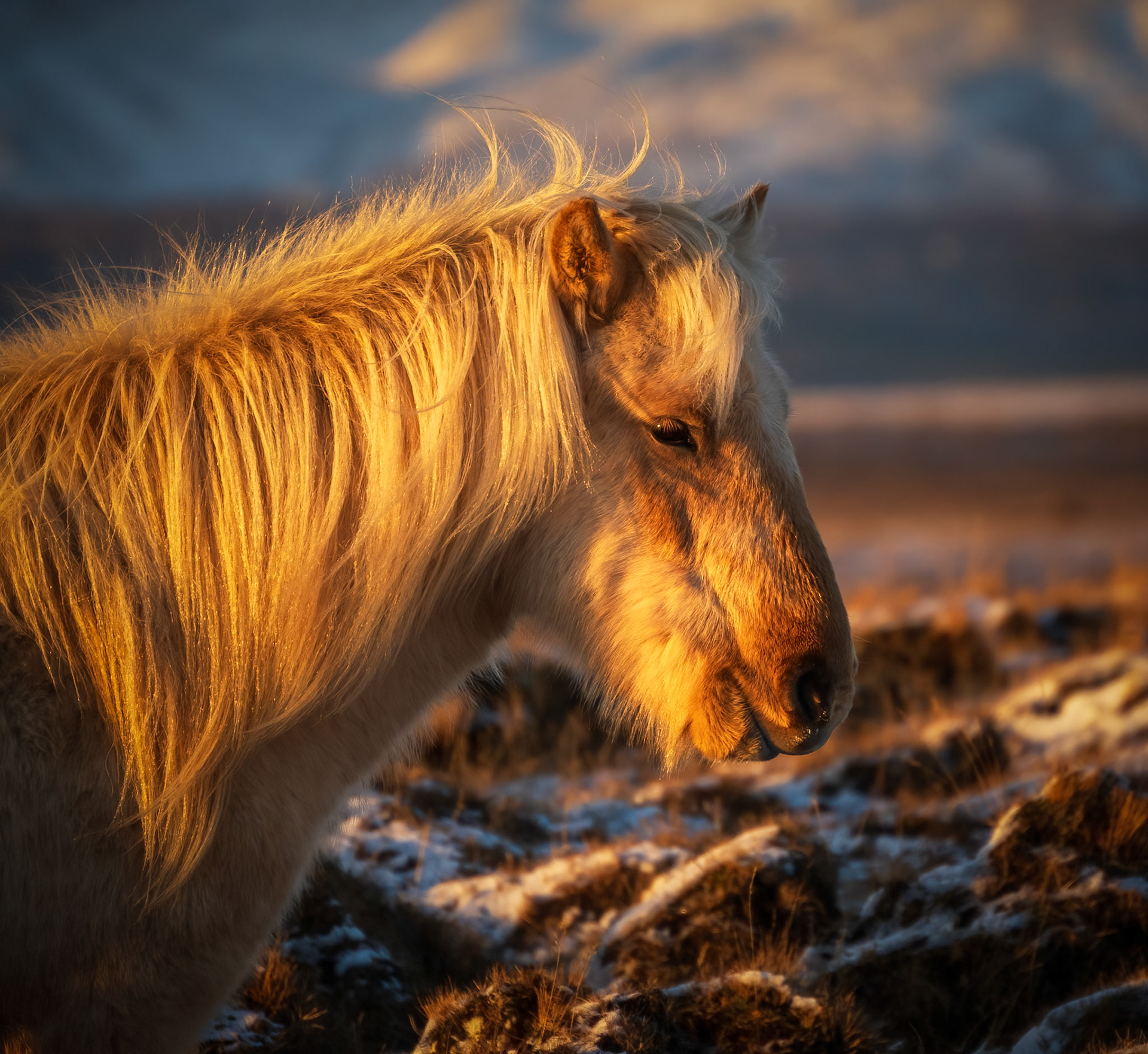 Icelandic Pony