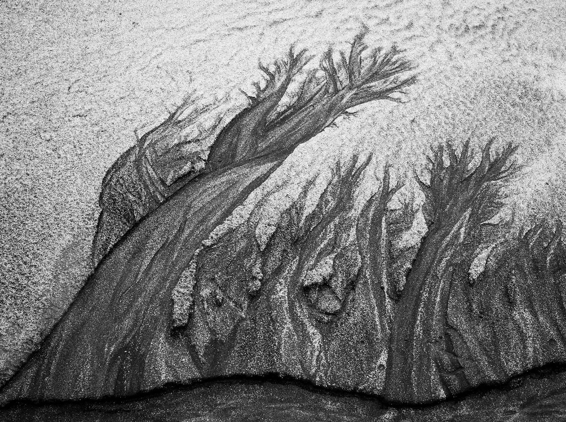 Laig Beach Sand Trees