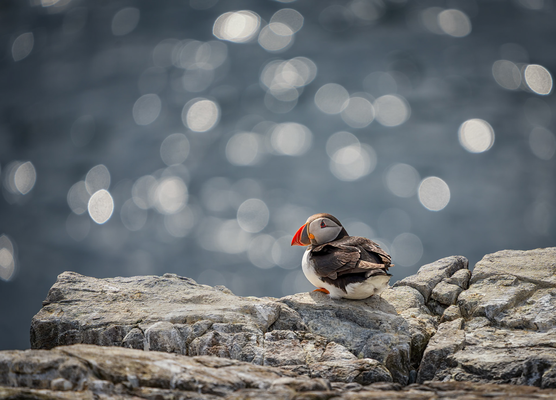 Farne Islands
