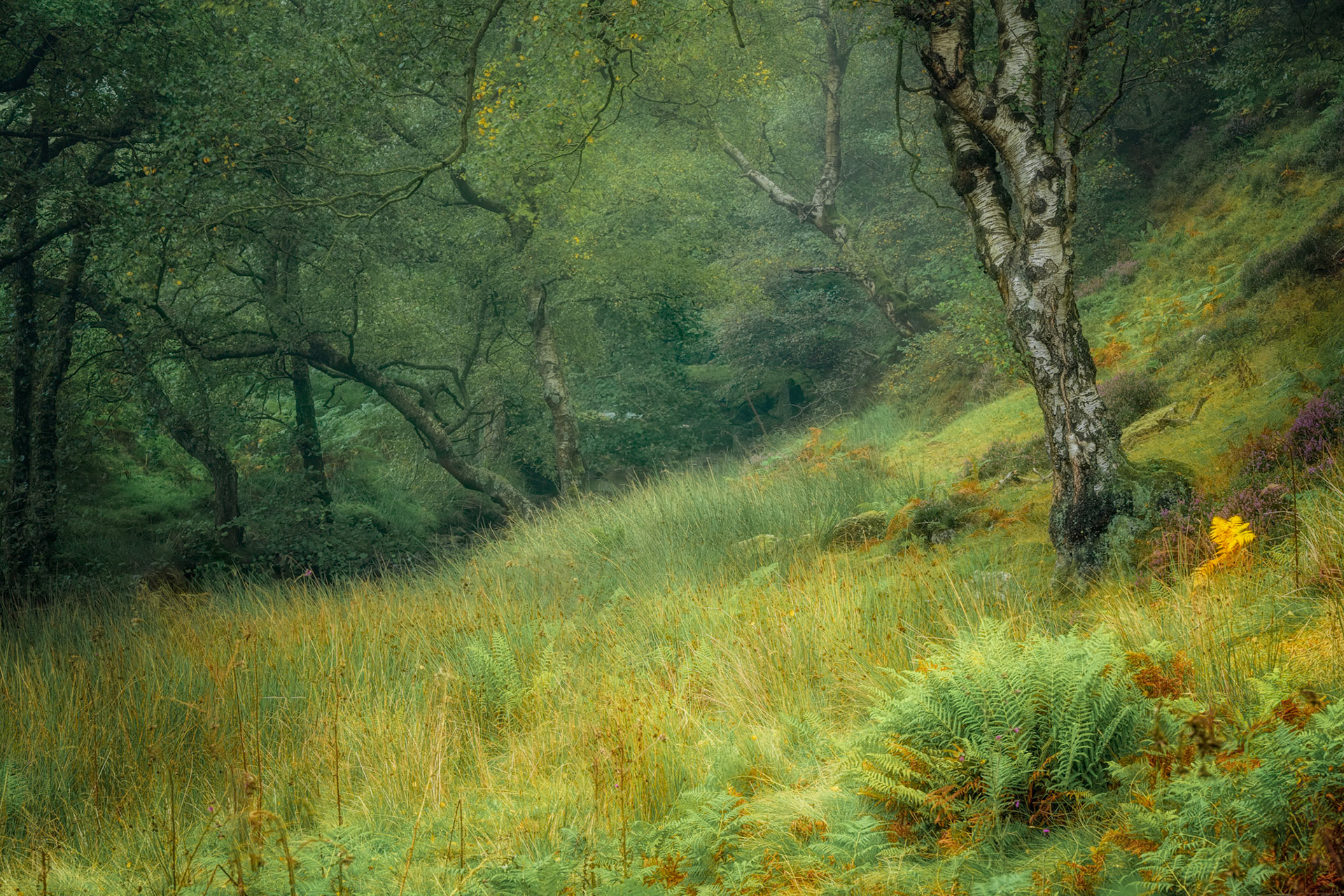 North York Moors