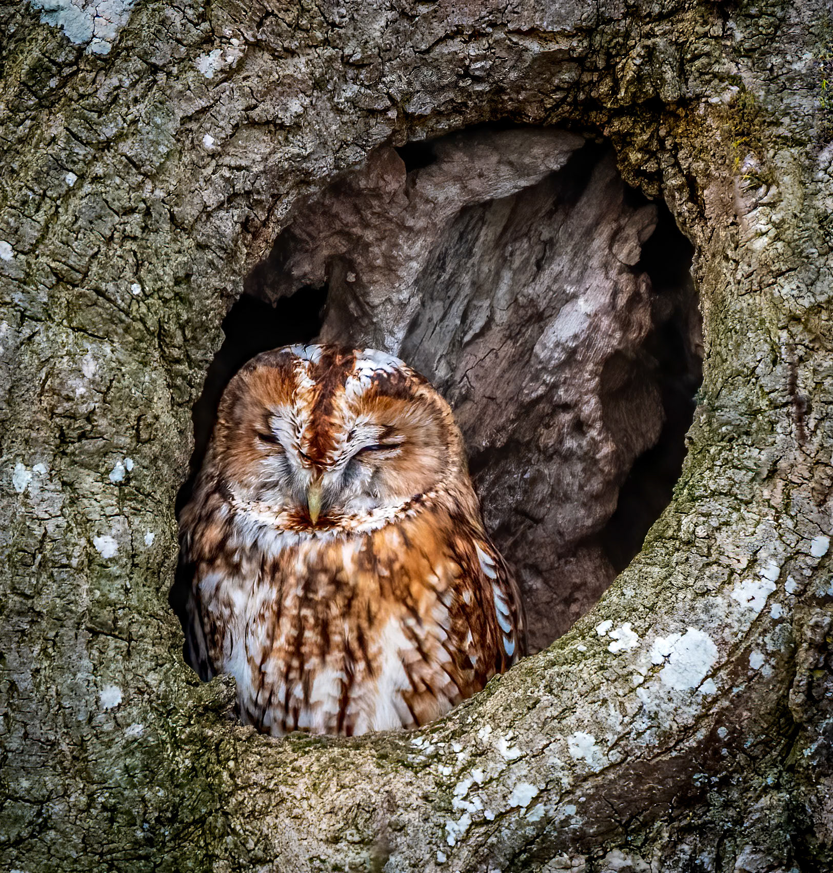 Tawny Owl