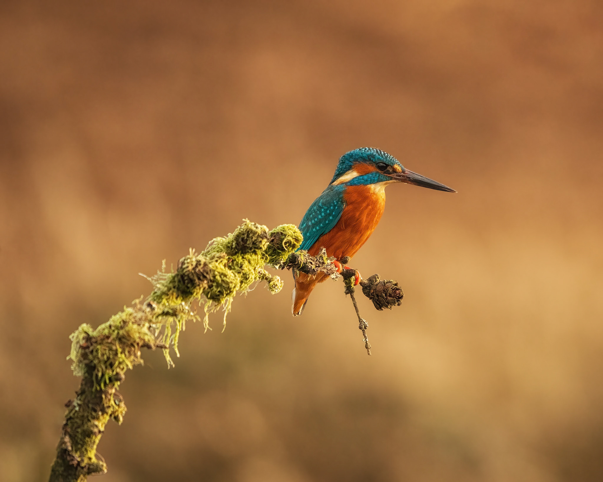 Kingfisher