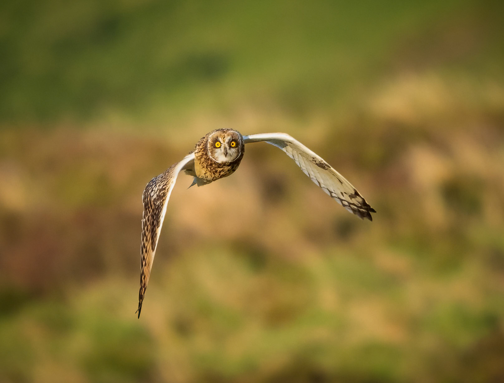 Short Eared Owl