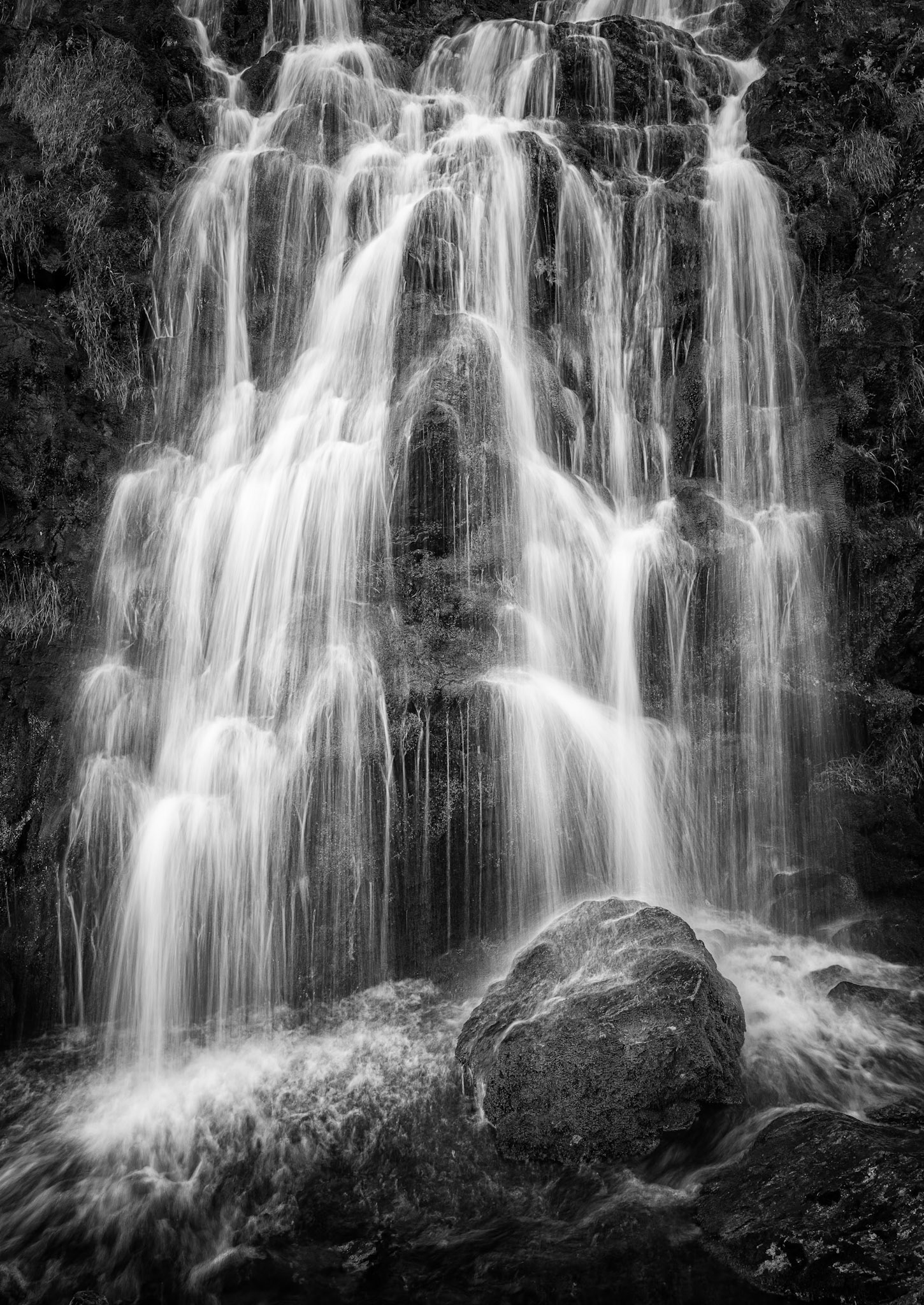 Moss Force