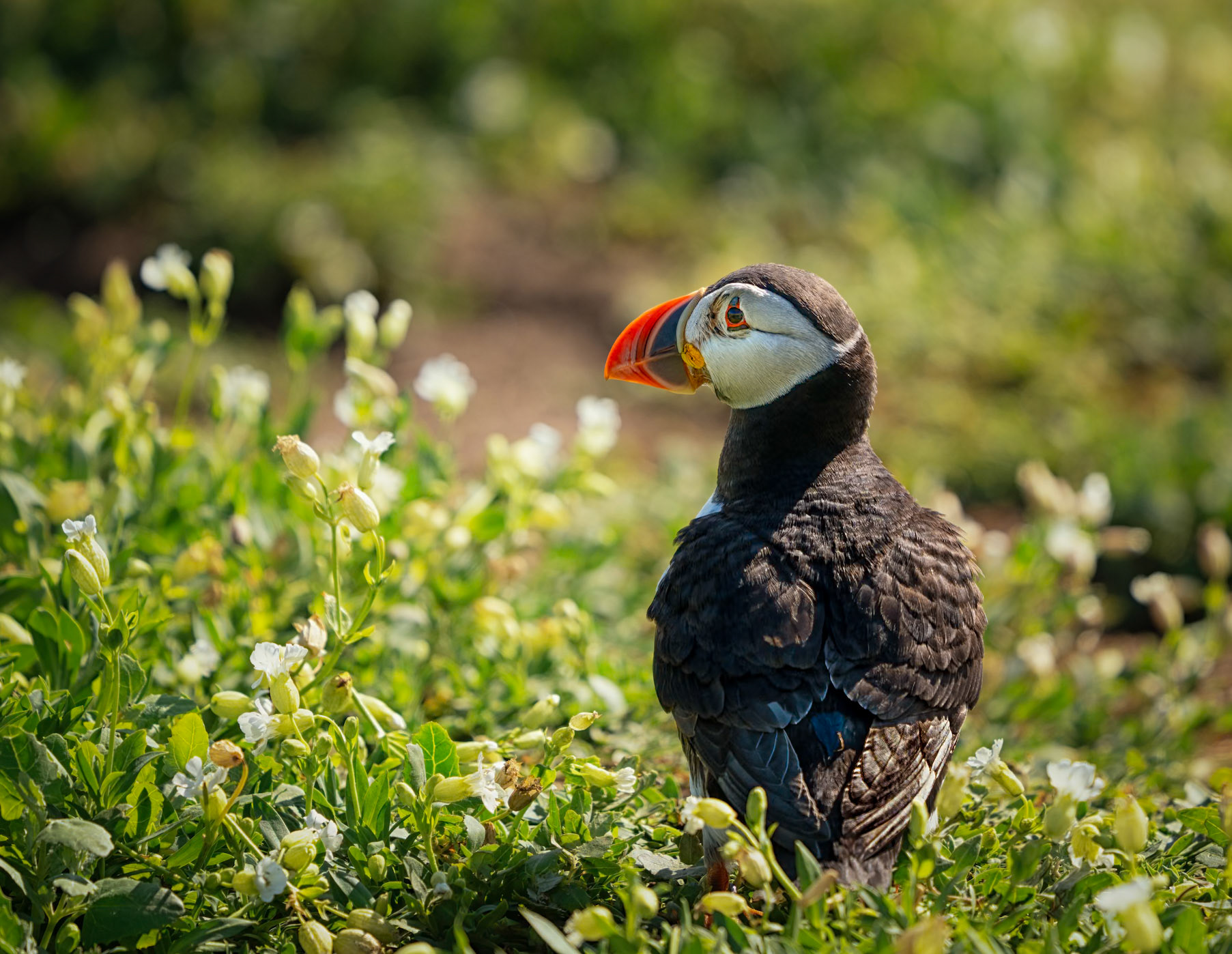 Farne Puffin
