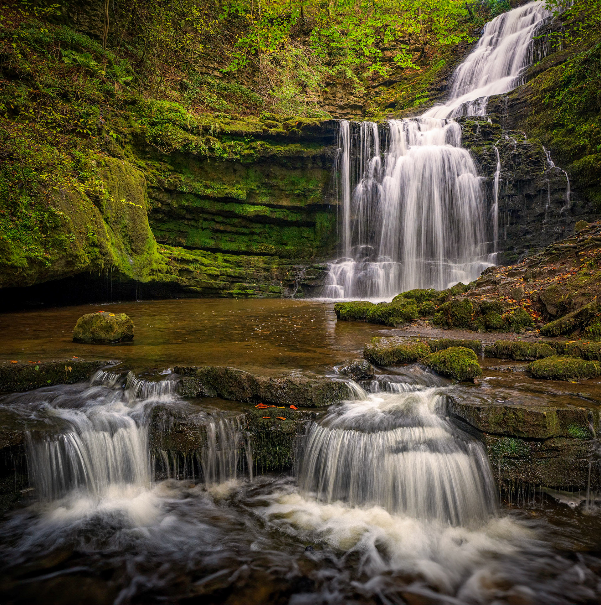 Scaleber Force