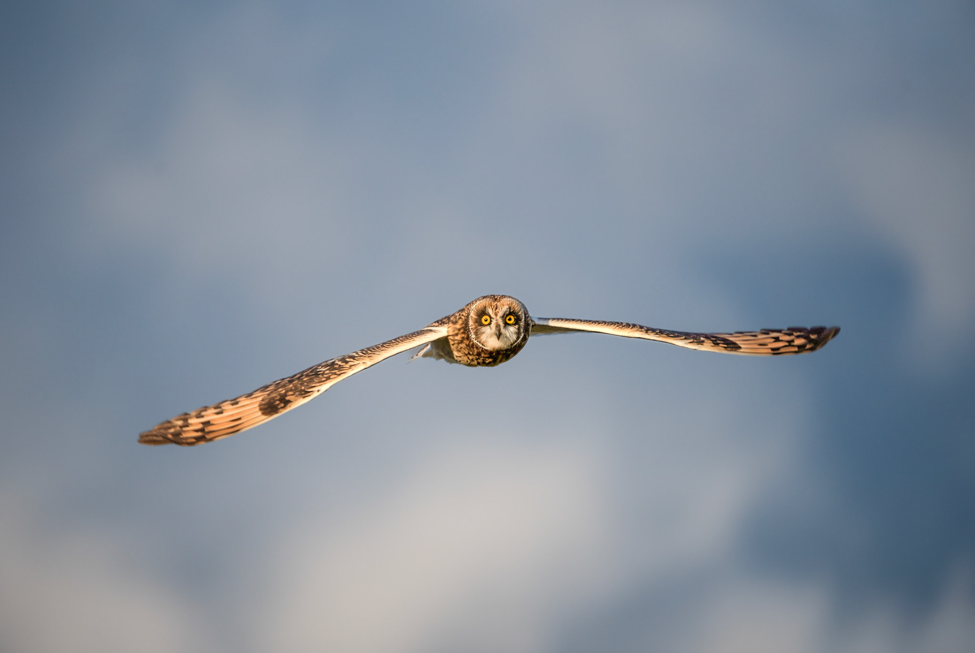 Short Eared Owl