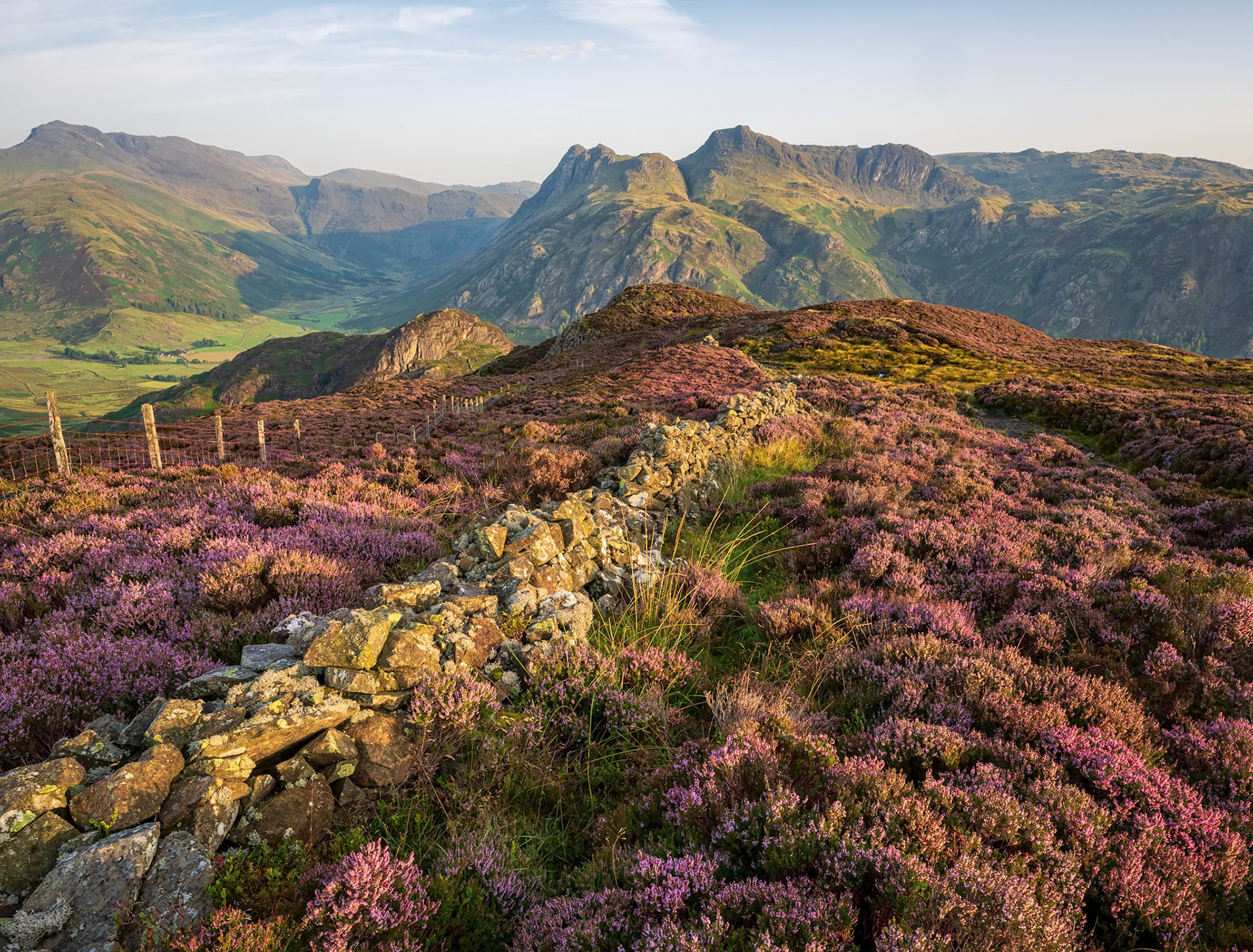 Lingmoor Fell Heather