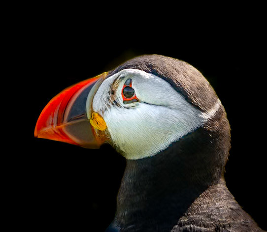 Puffin Portrait