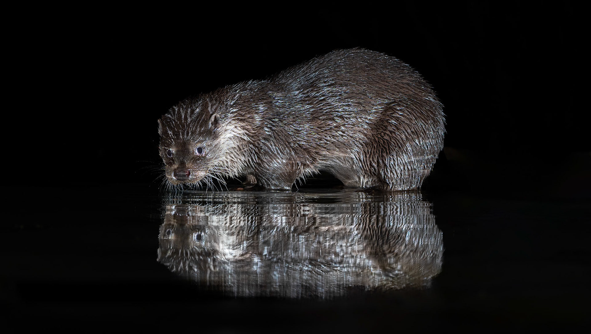 Otter