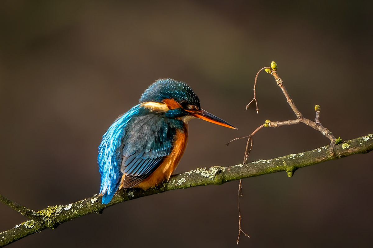 King of the river