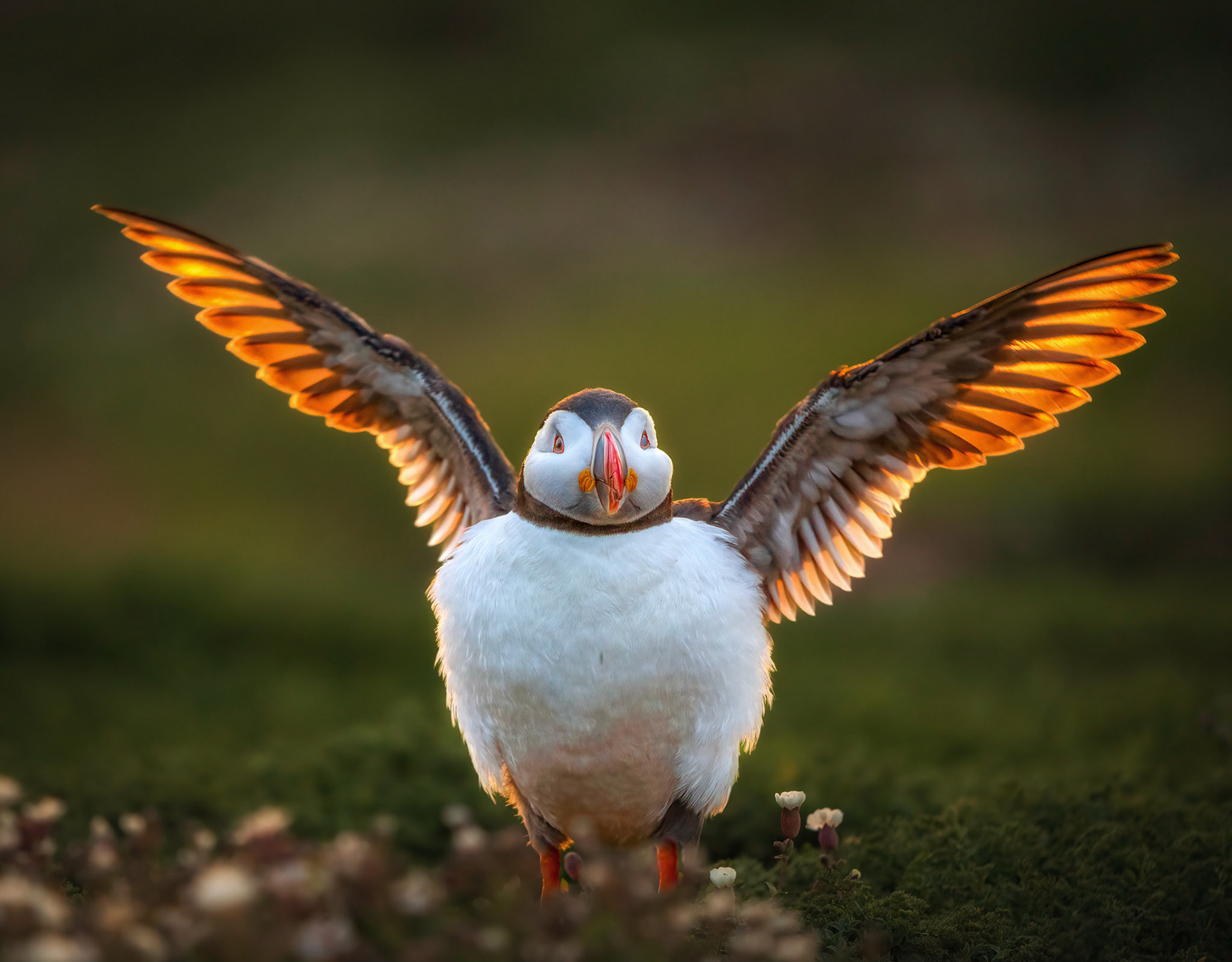 Backlit Puffin