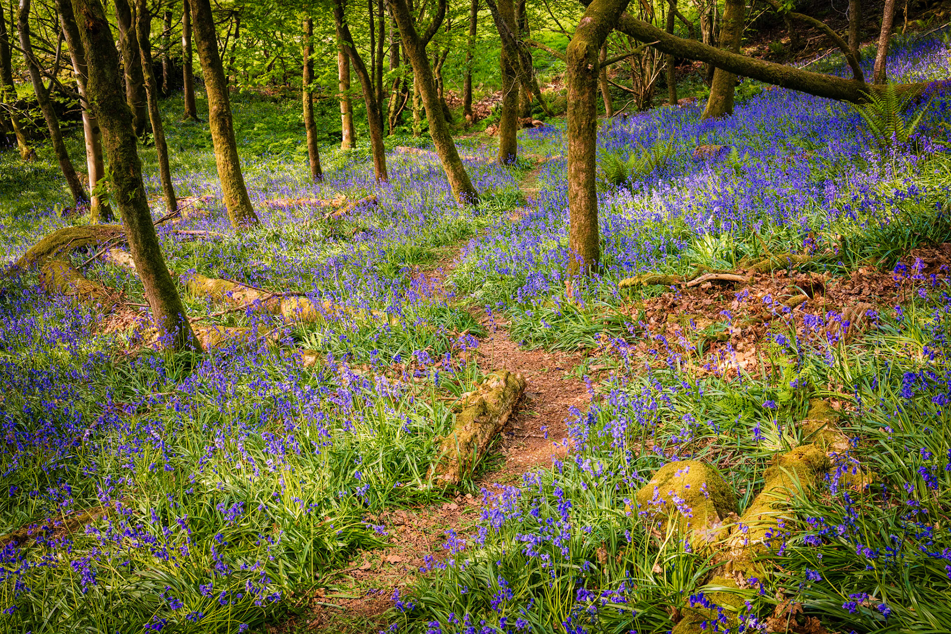 Staveley Woods