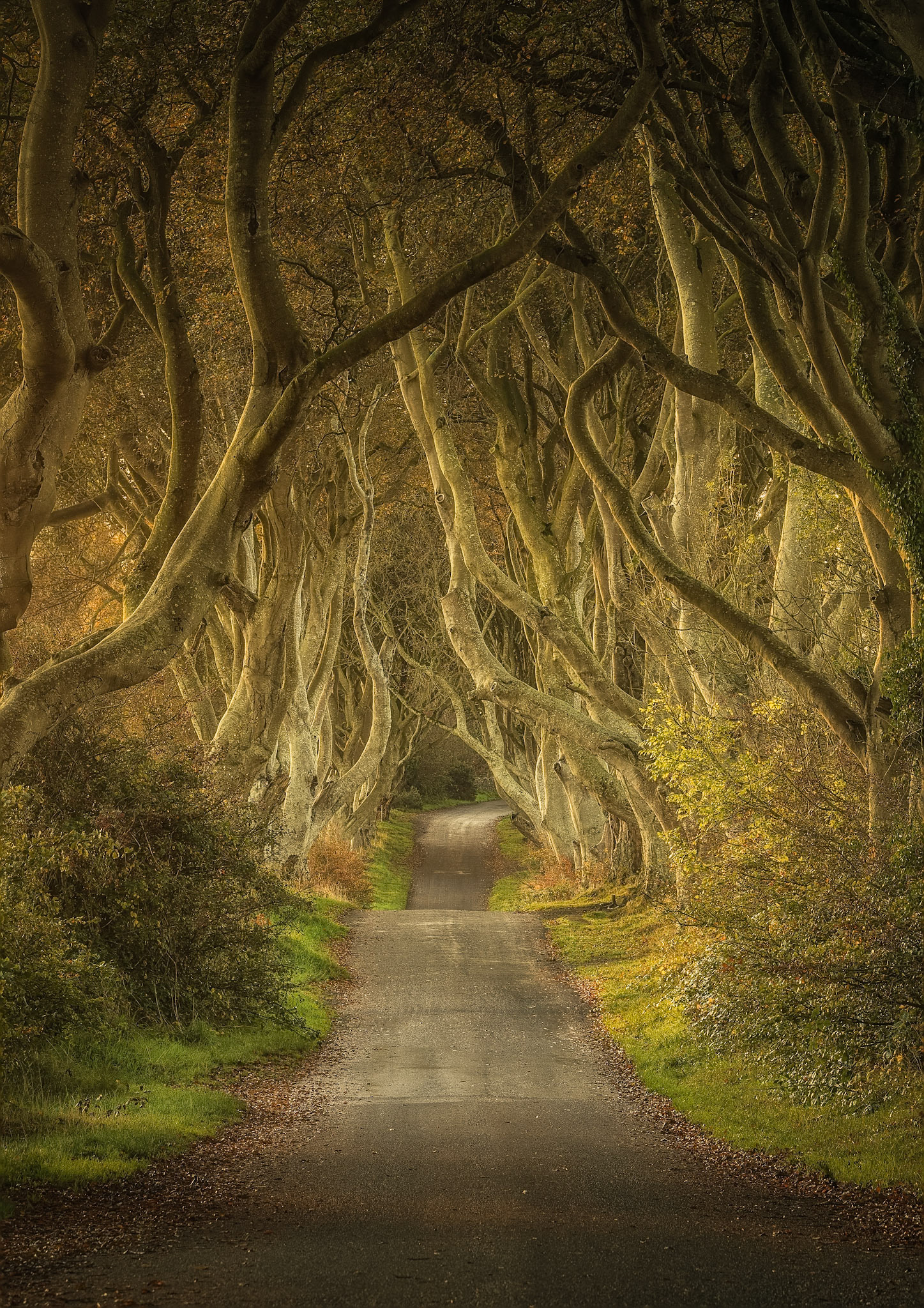 The Dark Hedges