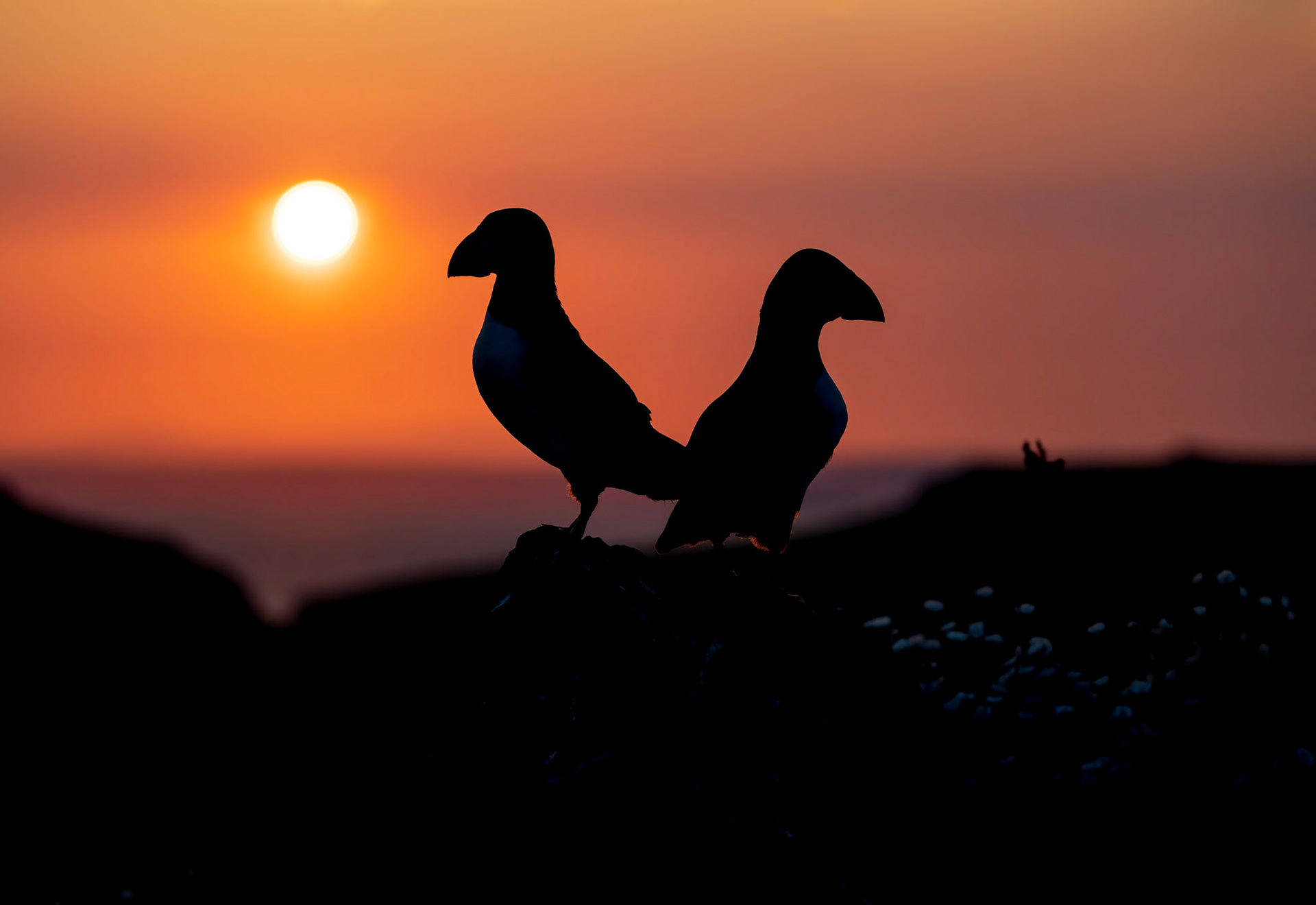 Skomer Puffins