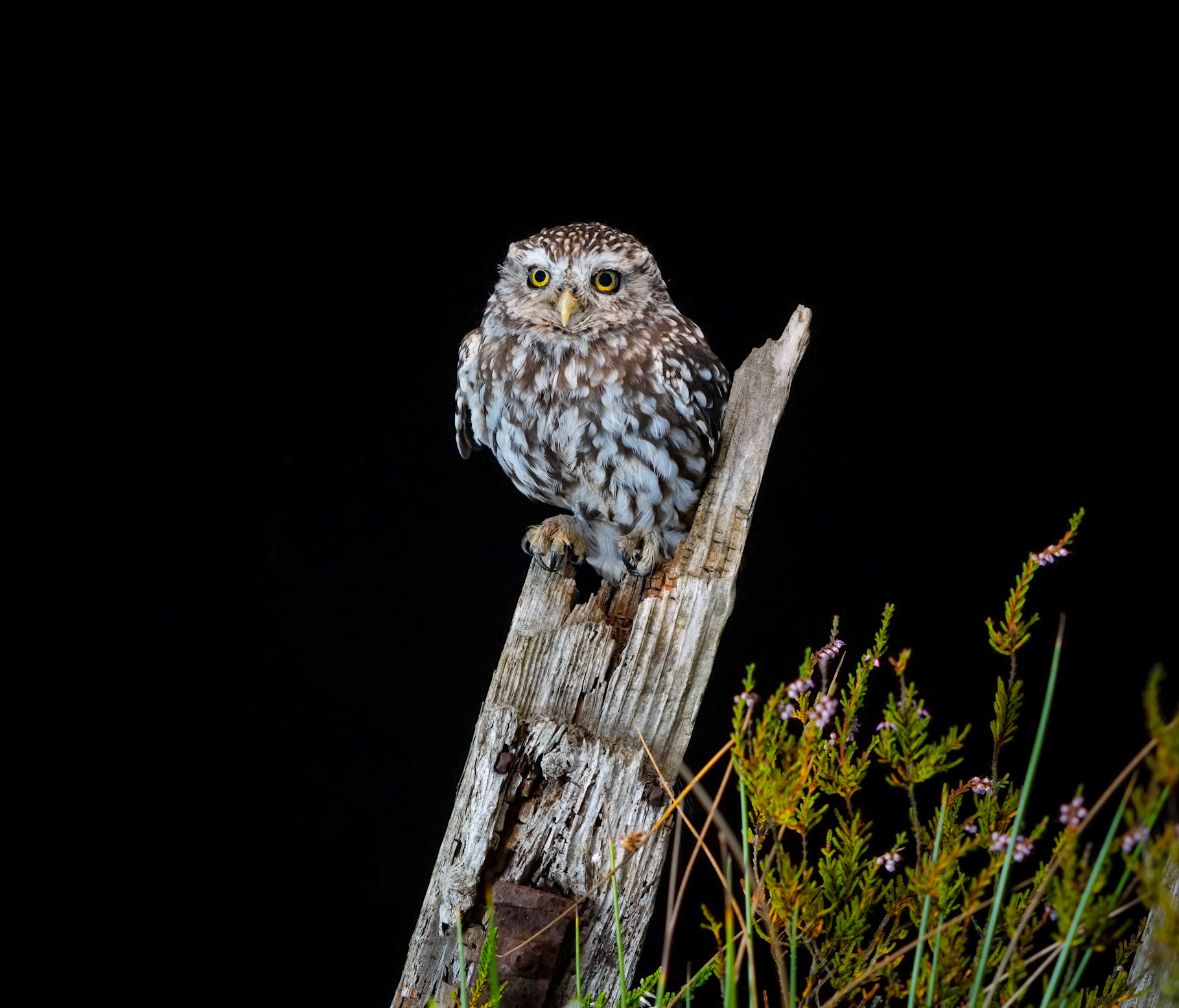 Little Owl