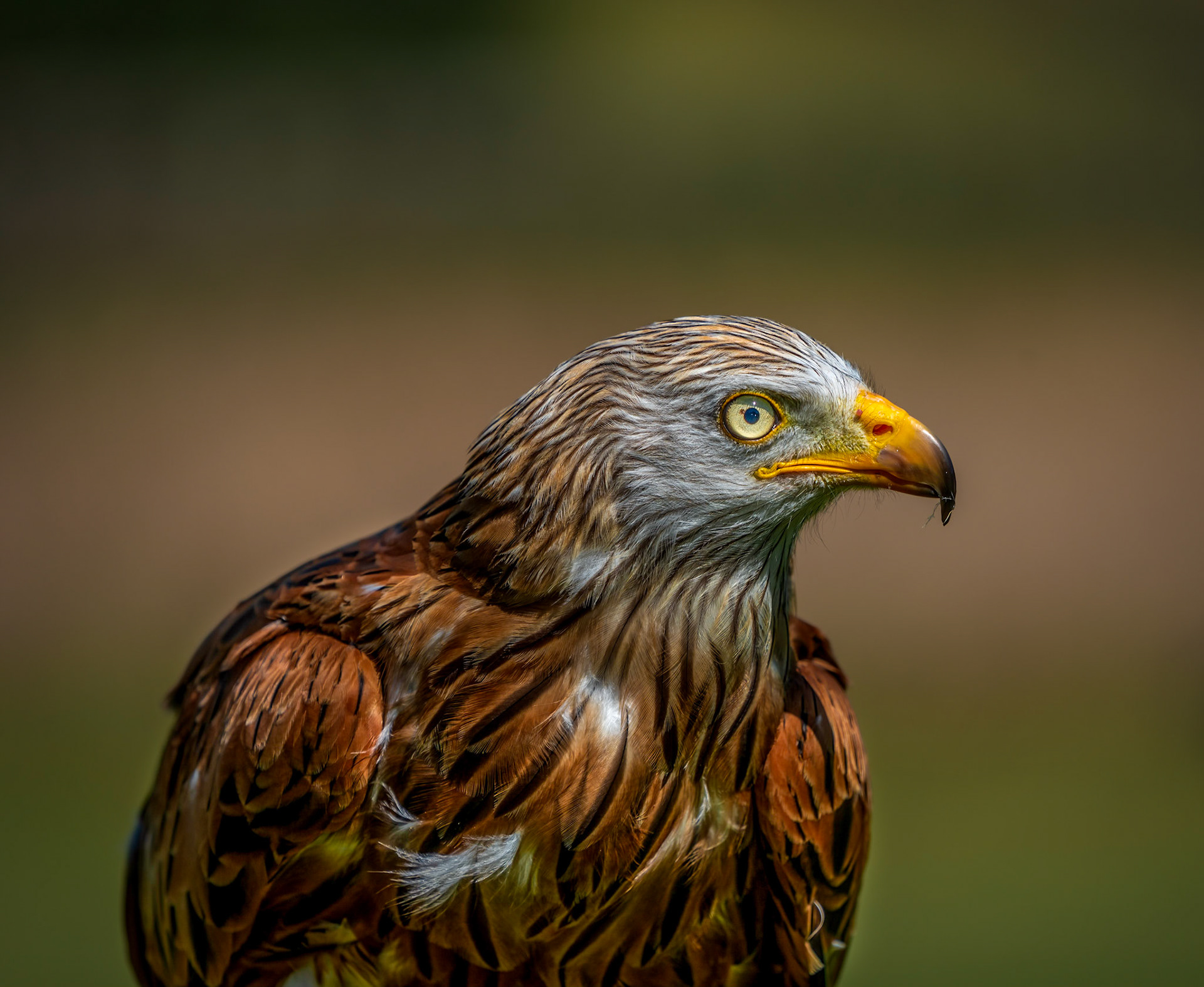 Red Kite