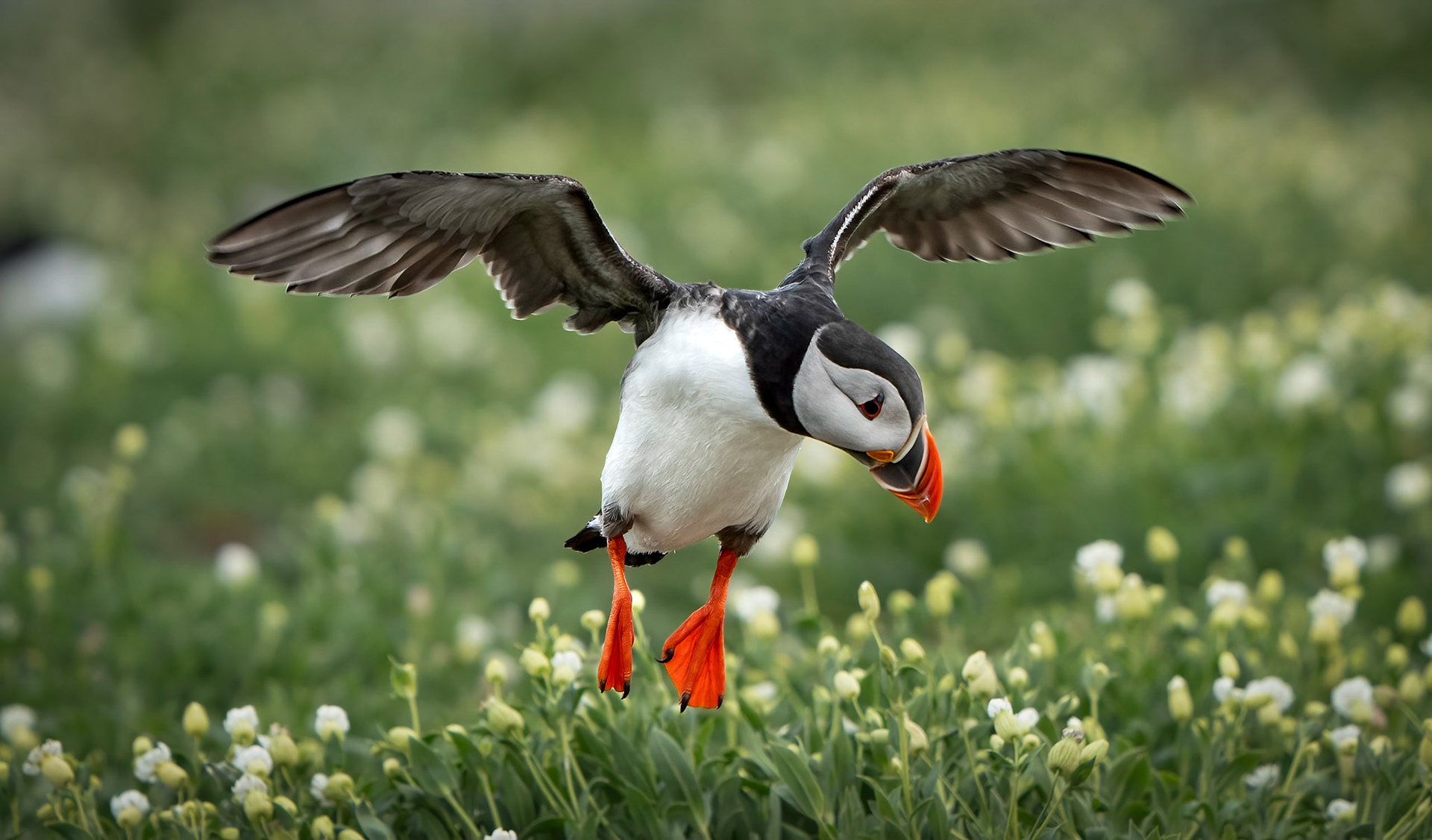 Incoming Puffin, Farne Islands