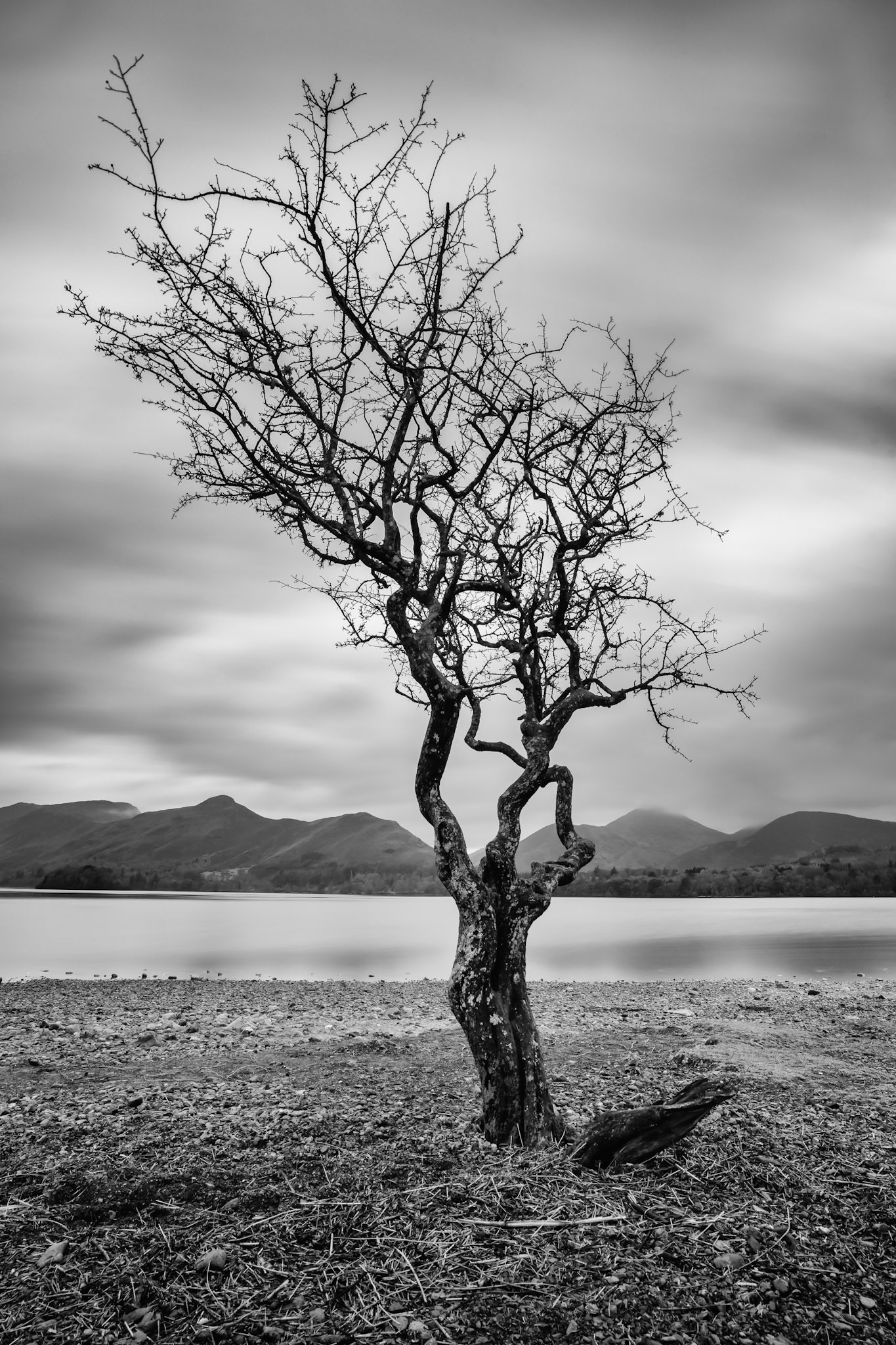Derwentwater Lone Tree