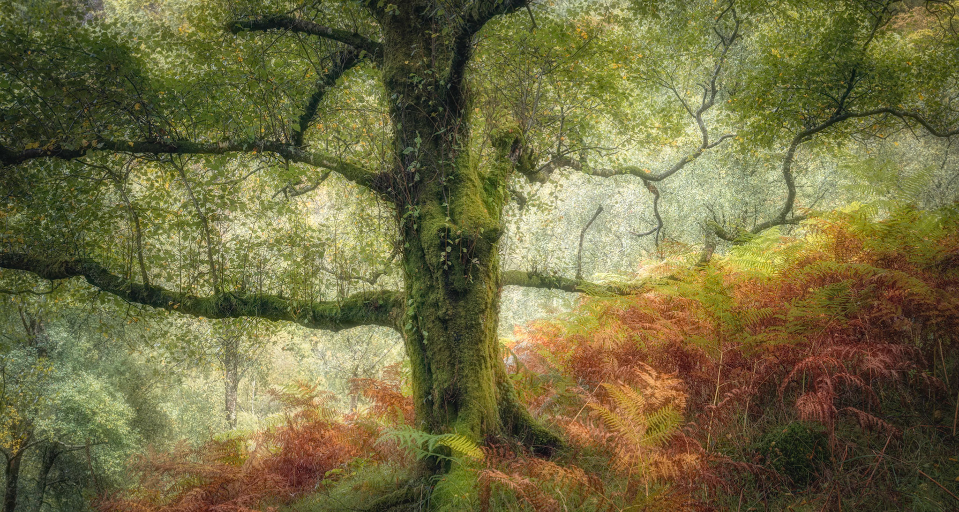 Borrowdale Old Friend
