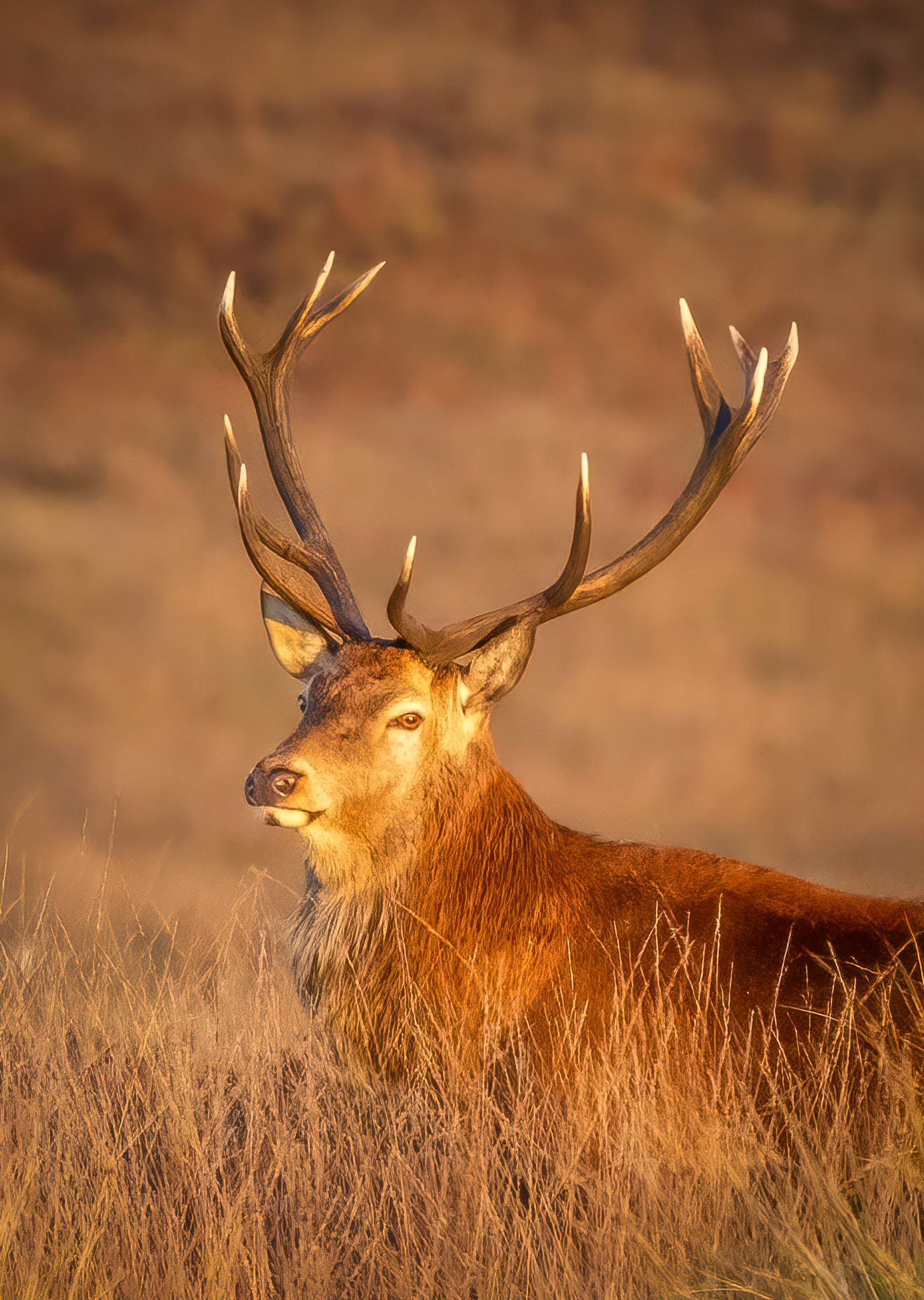Golden Stag