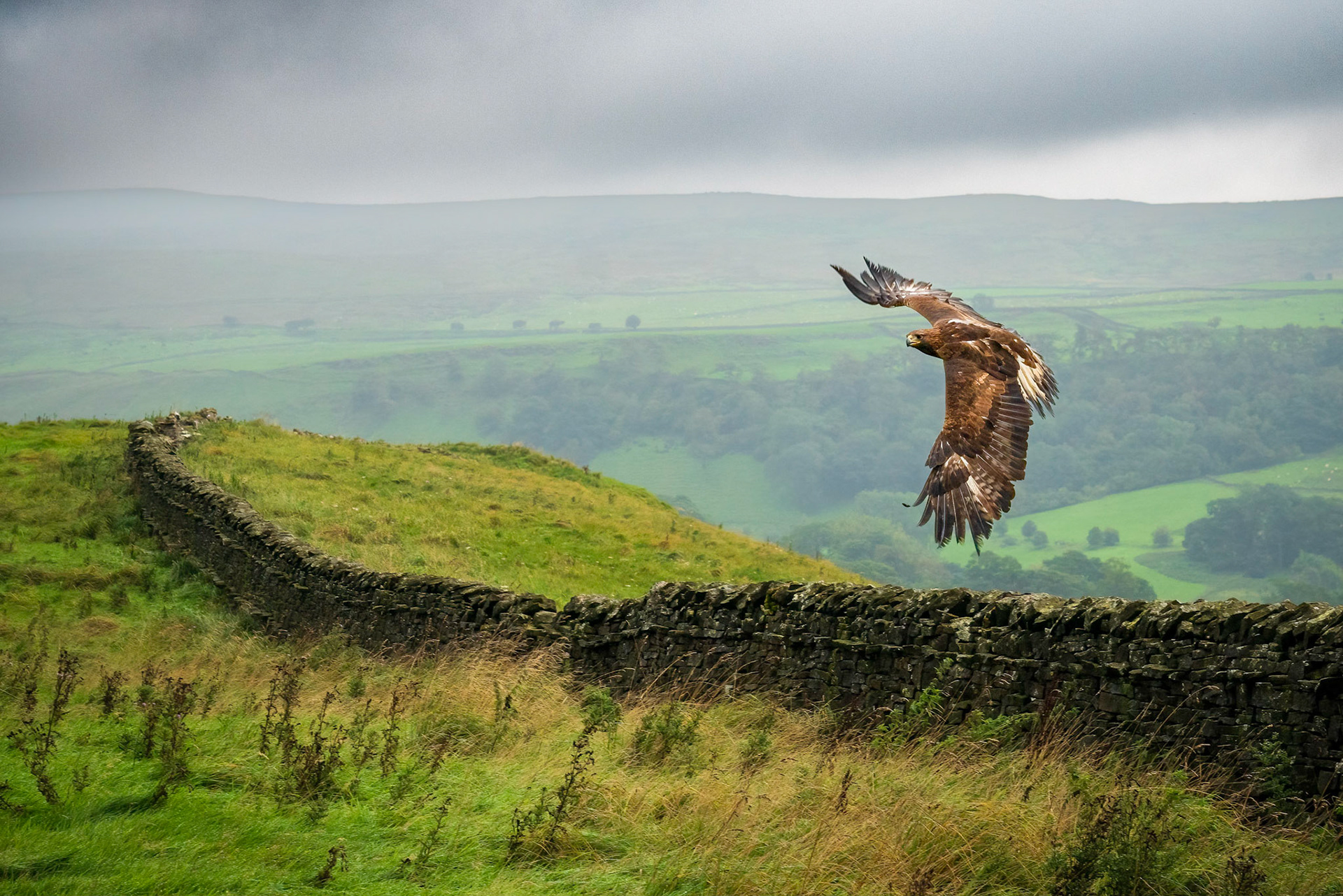 Golden Eagle