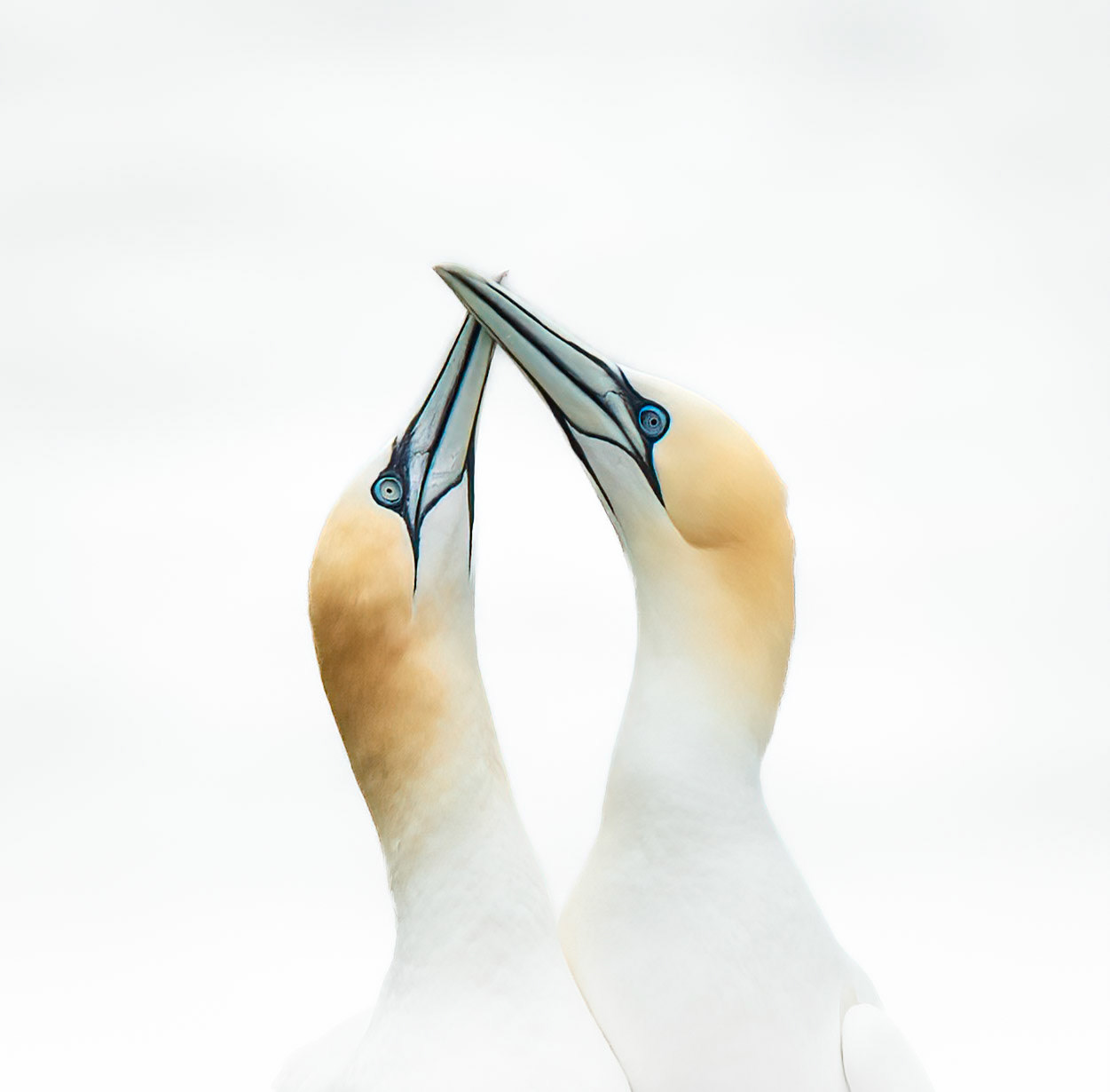 Gannet Love