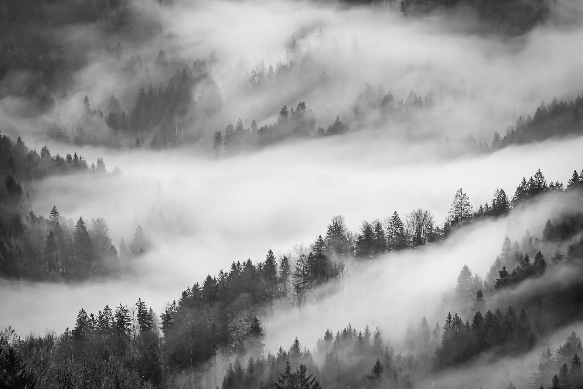 Misty Trees