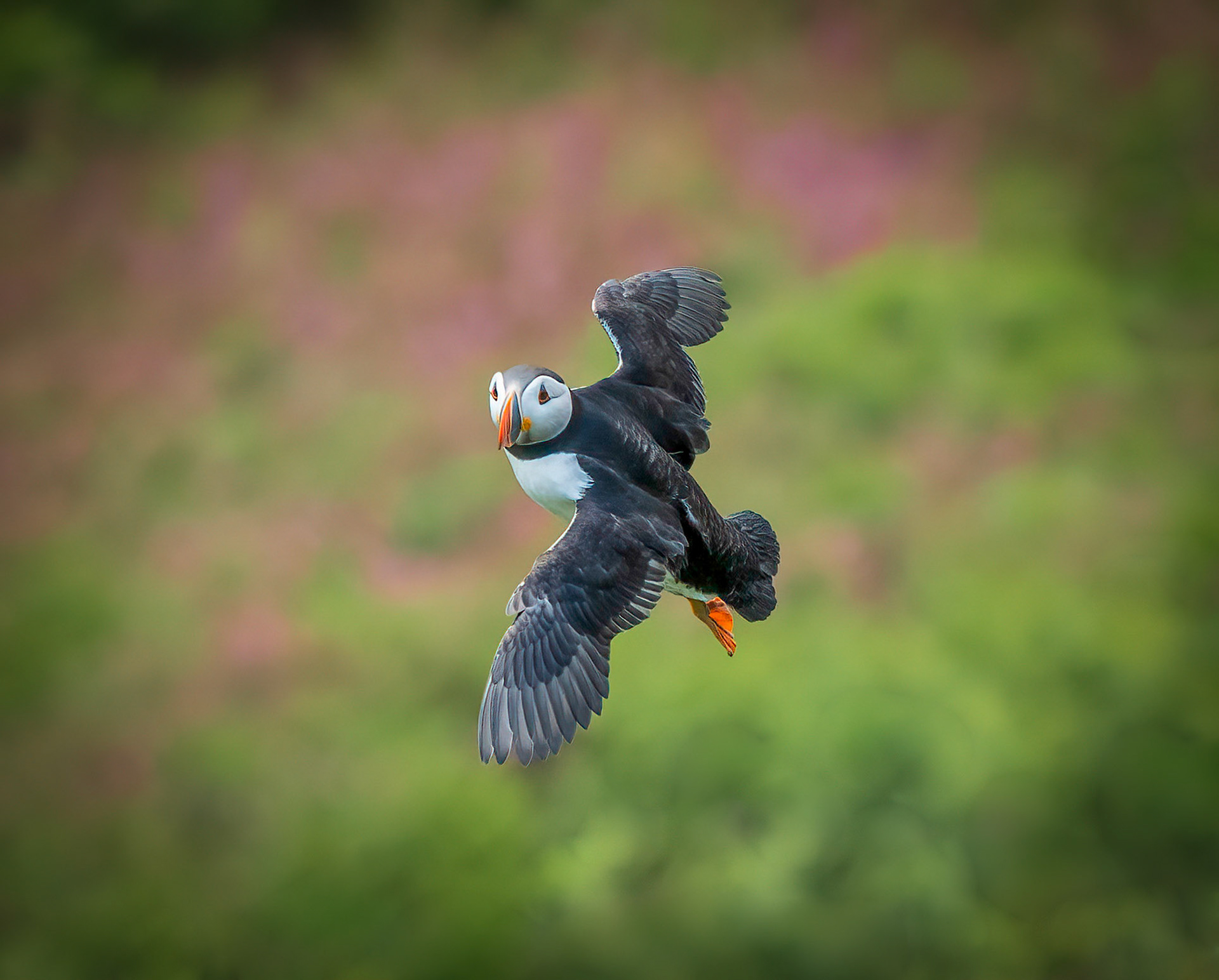 Puffin In Flight