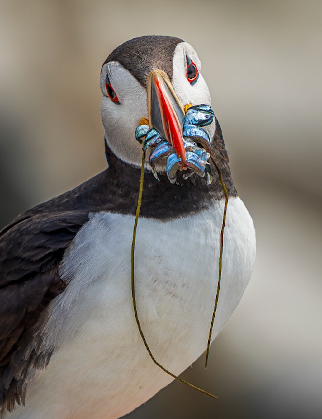 Farne Islands