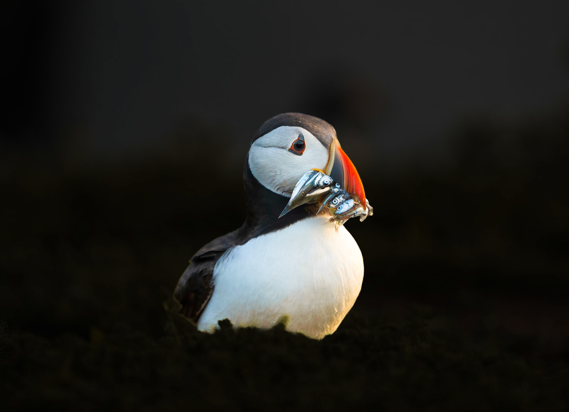 Puffin with dinner