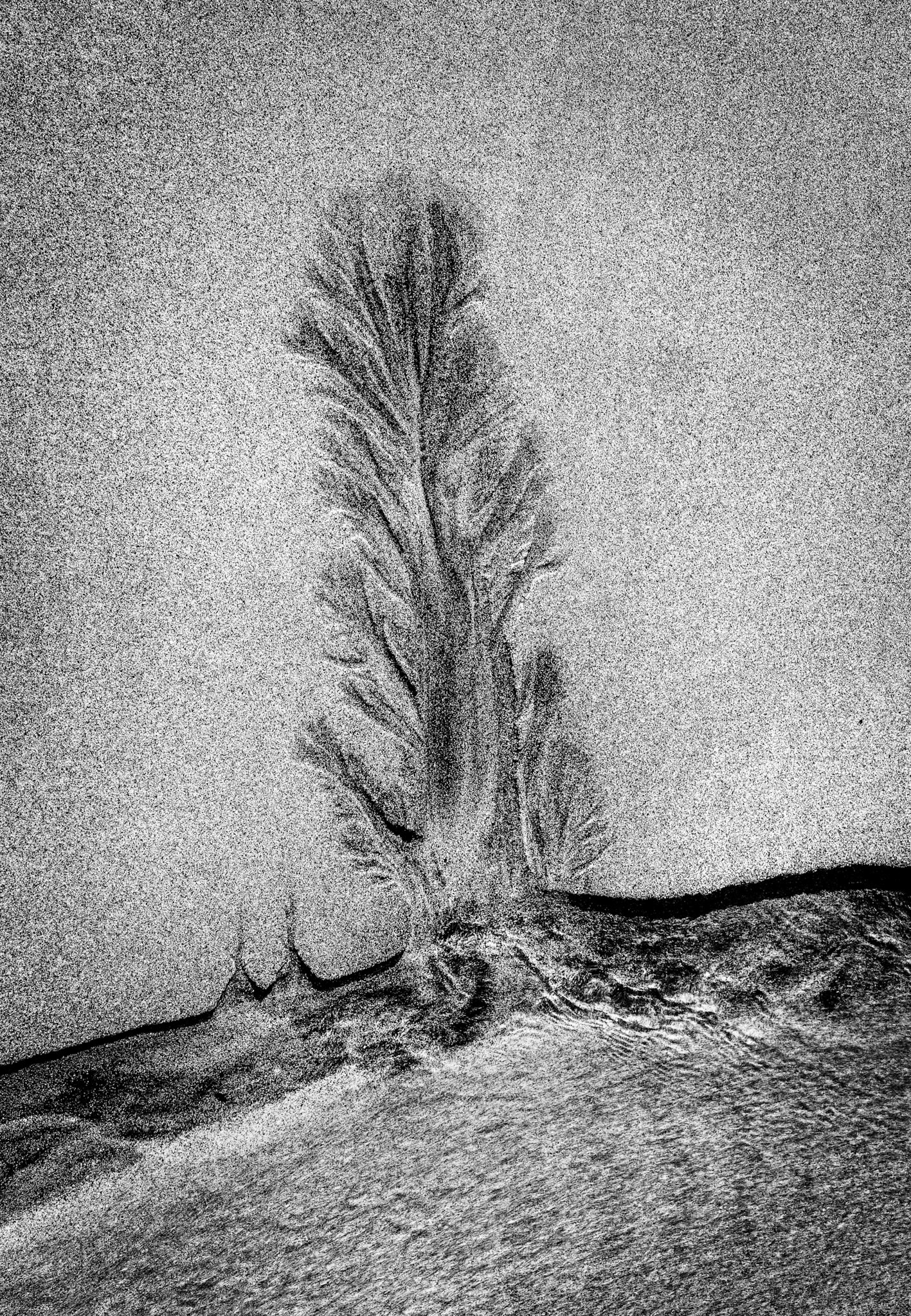 Sand Tree