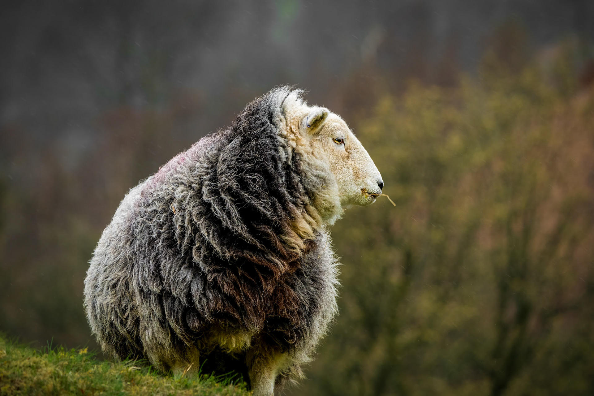 Herdwick