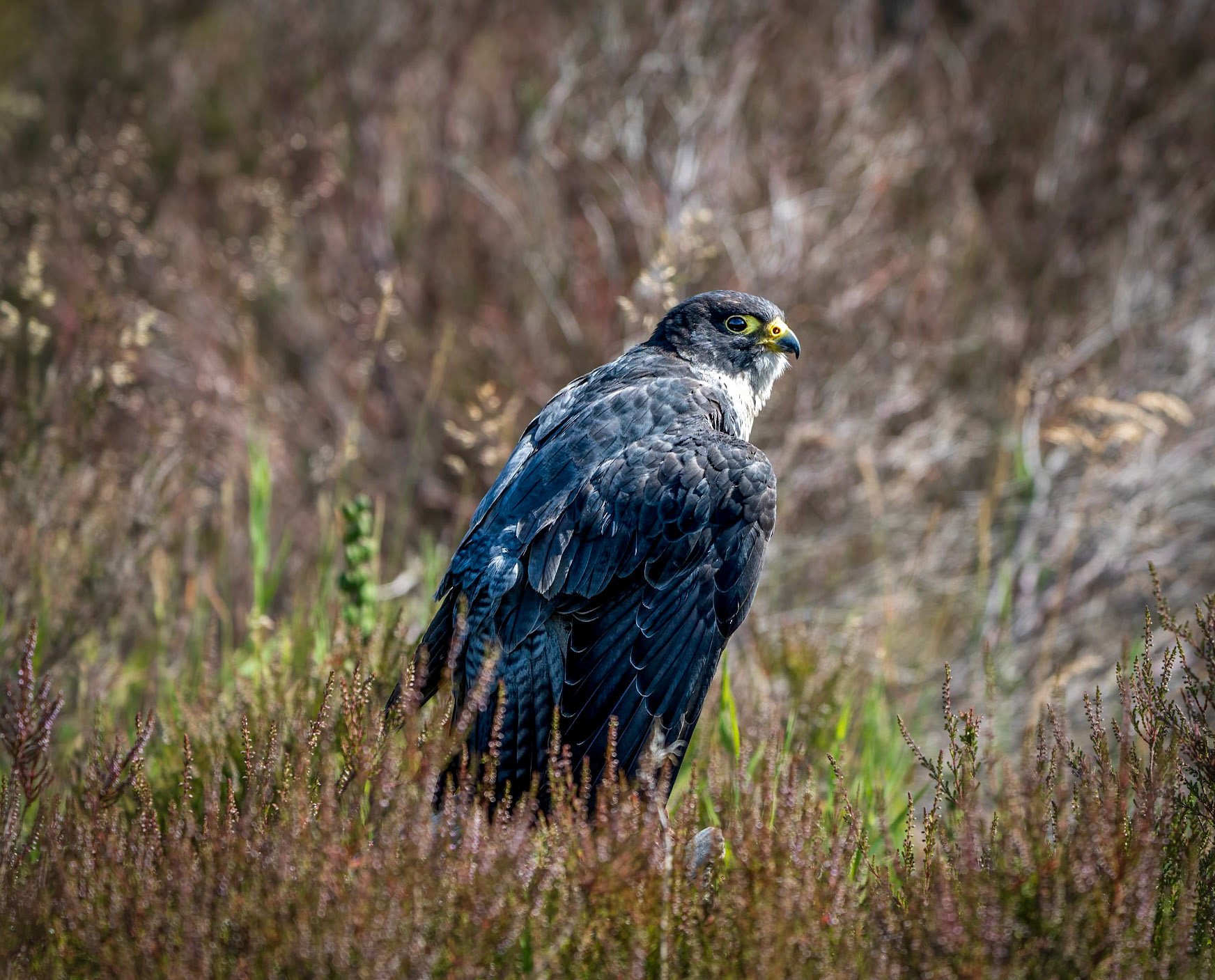 Eye of the Falcon