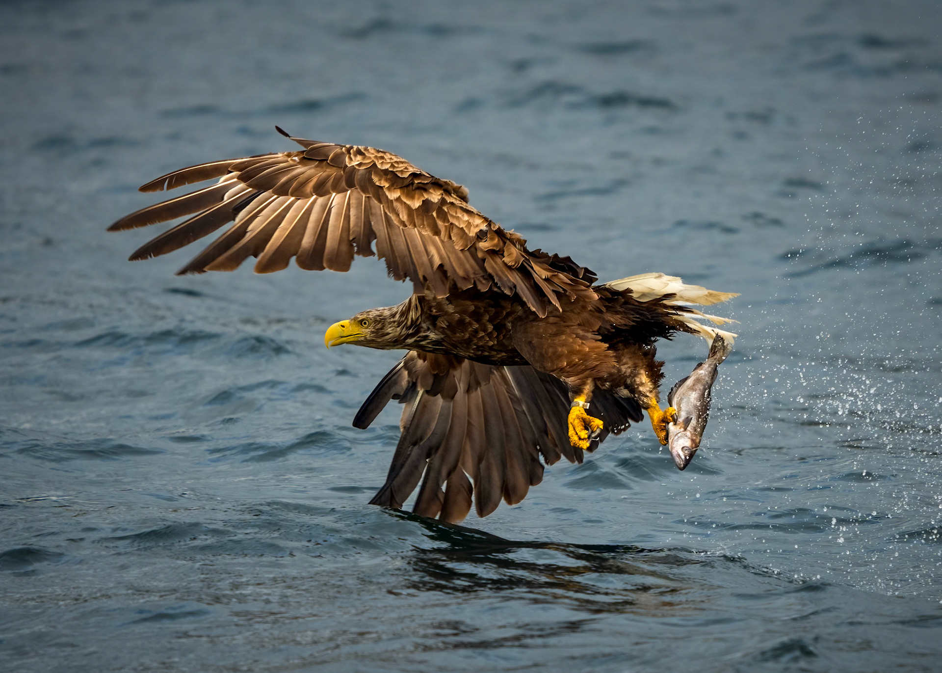 White Tailed Eagle