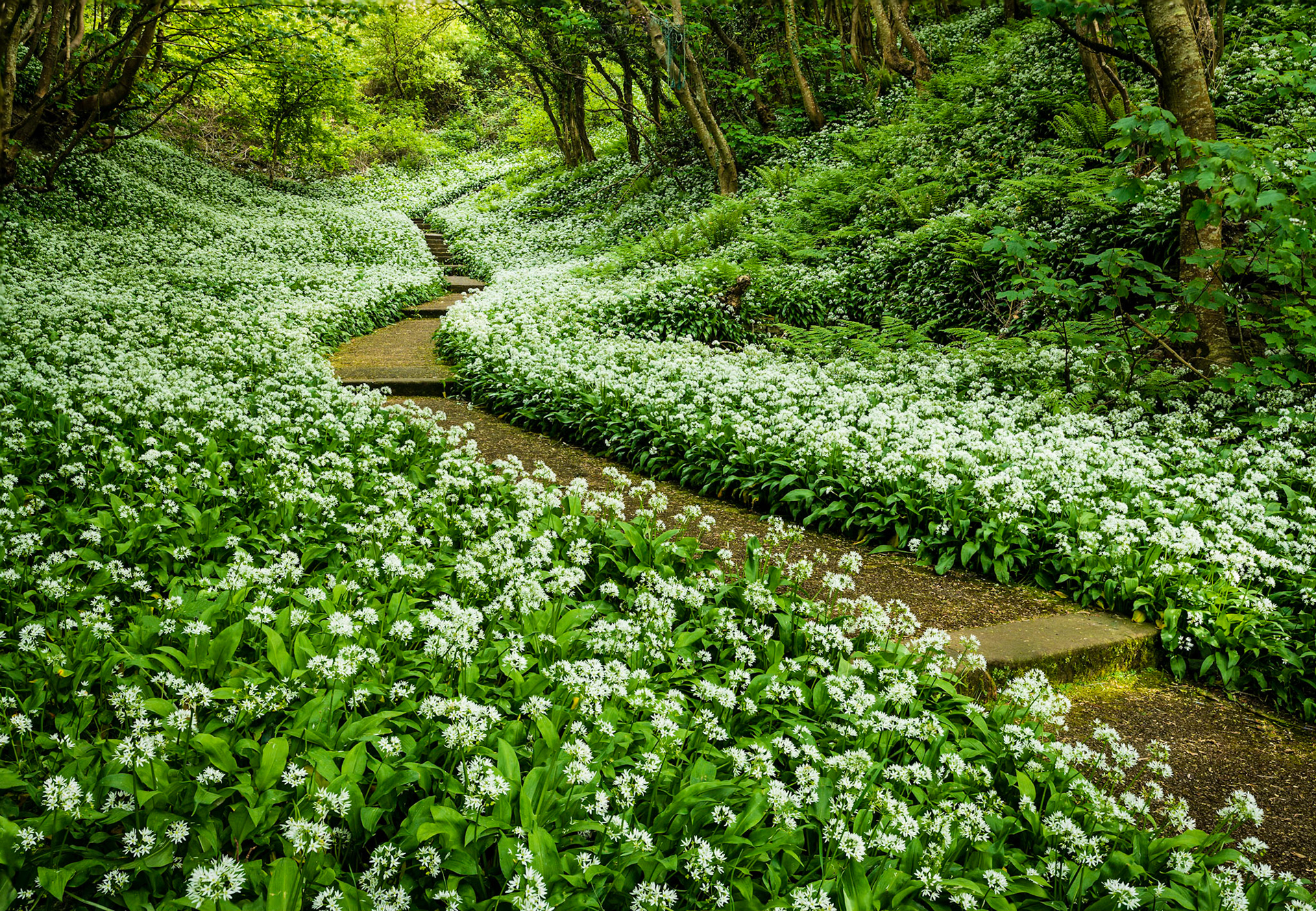 Parton Wild Garlic