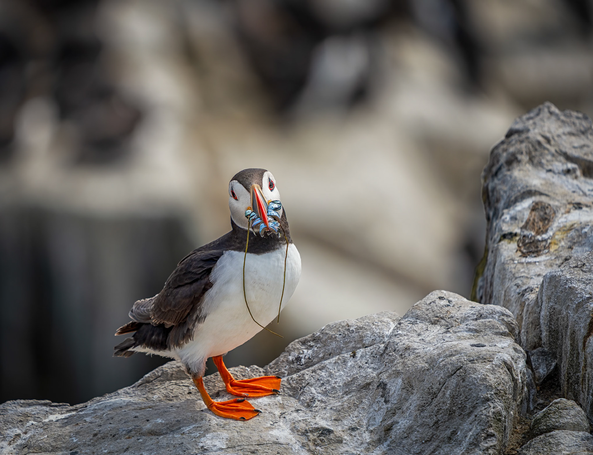 Farne Islands
