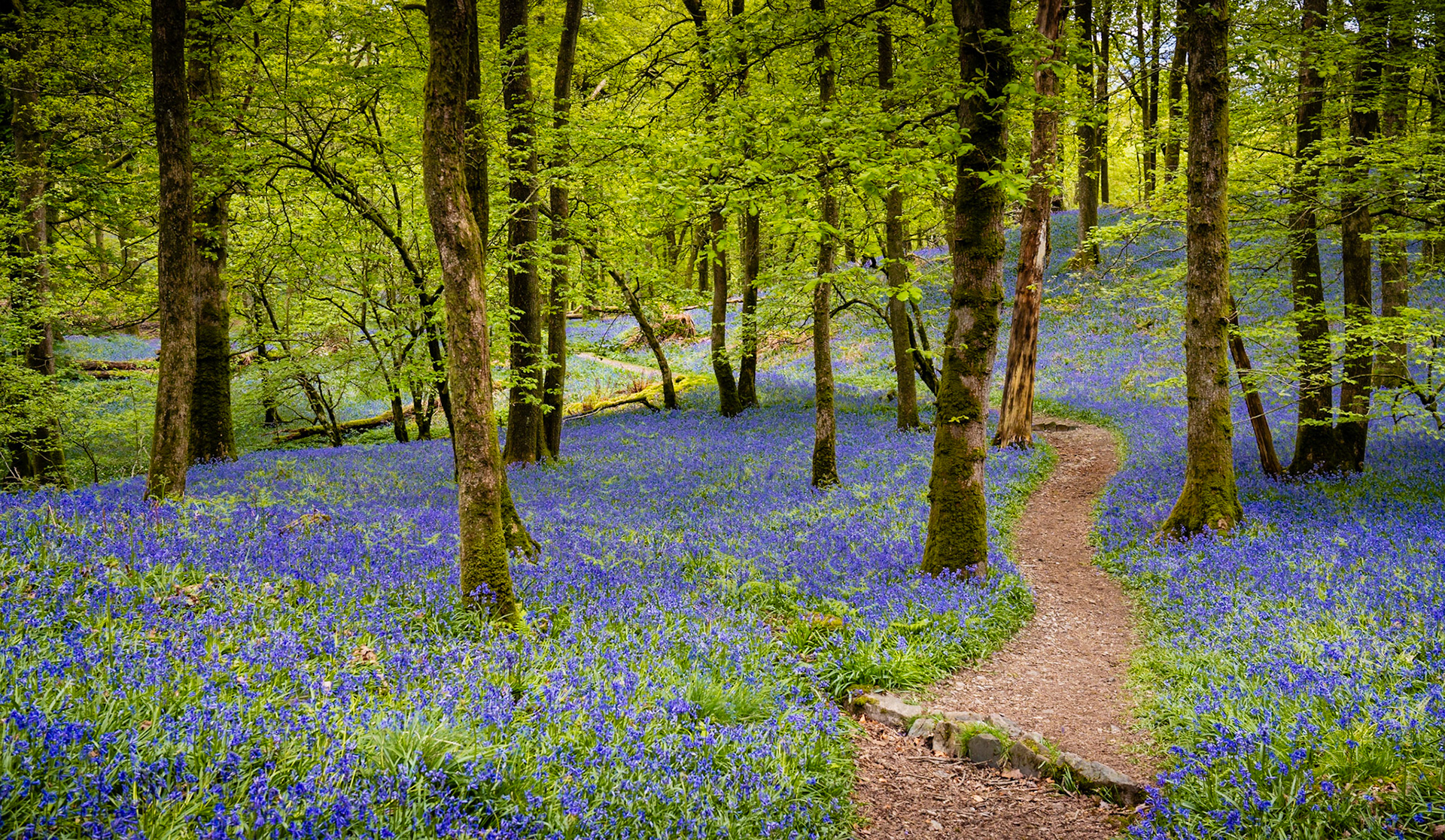 Fishgarth Woods