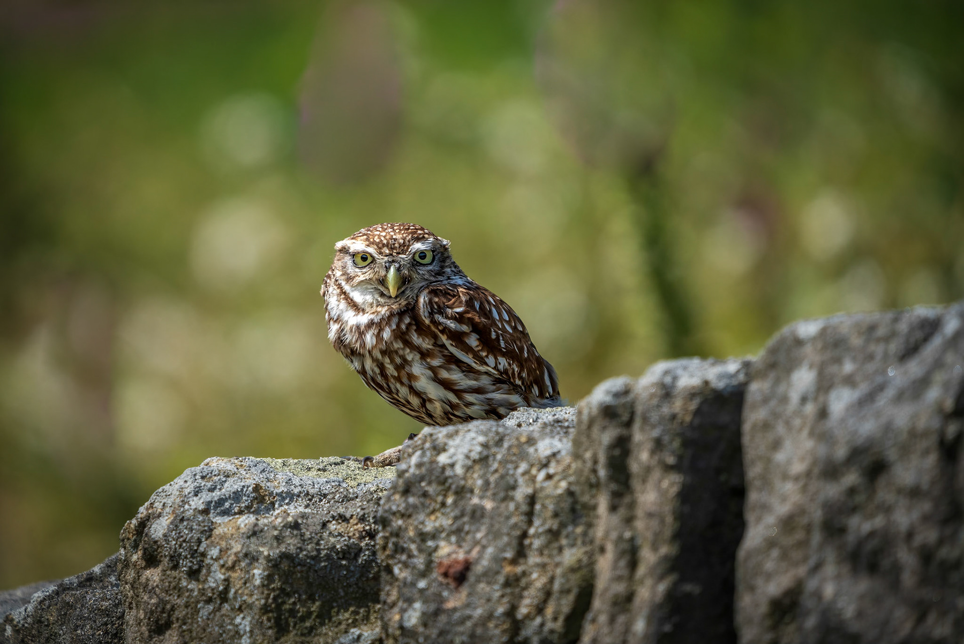 I am a Little Owl