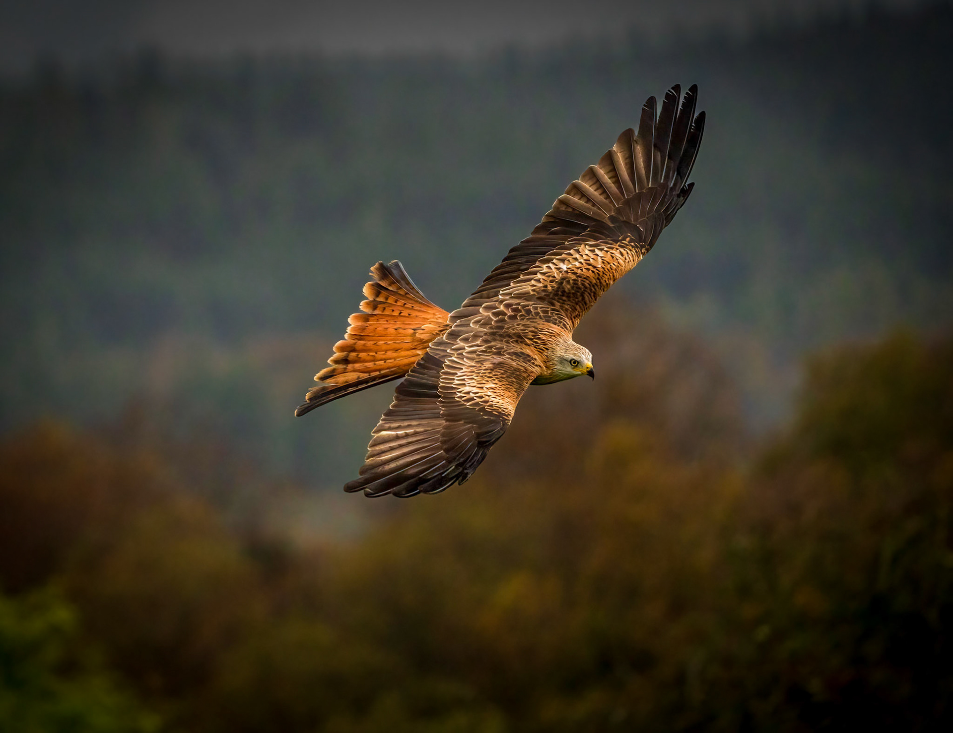 Red Kite